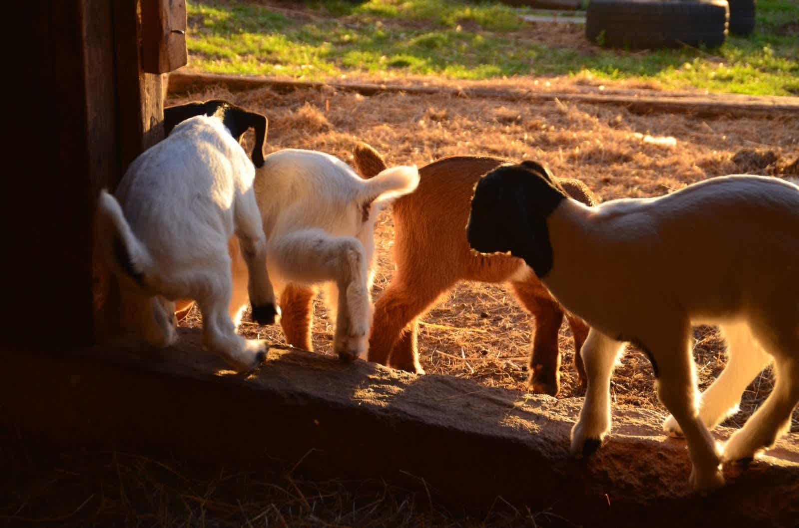 Pearl House Farm