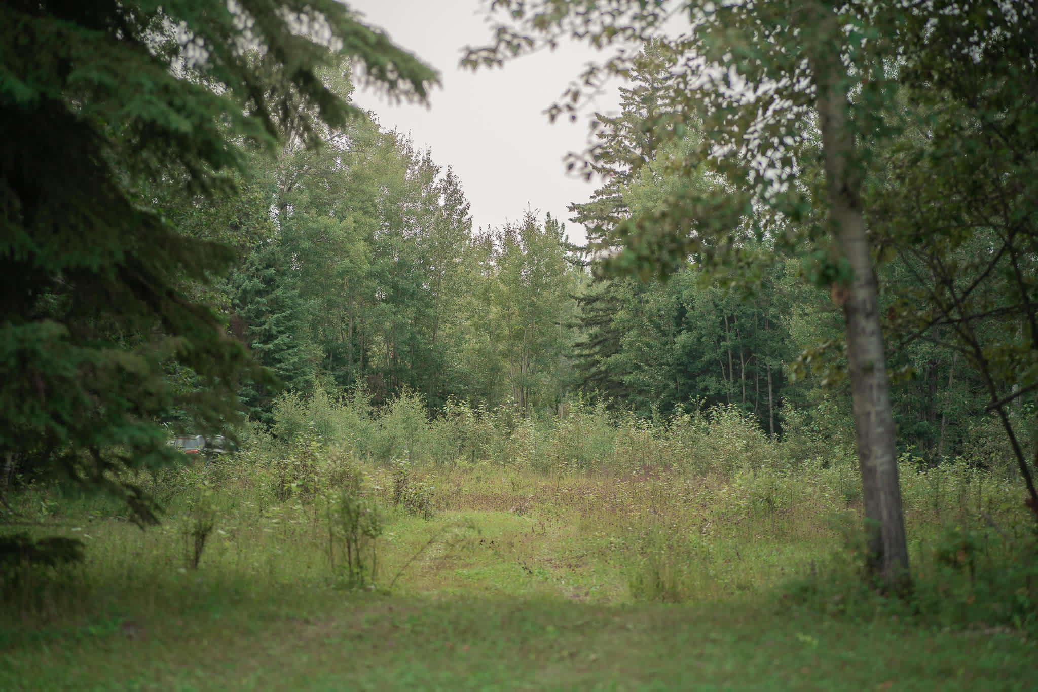 Here's the entrance to the area that I drove into to stay at. A small path leading through wildflowers and greenery until you nestle right into the trees.