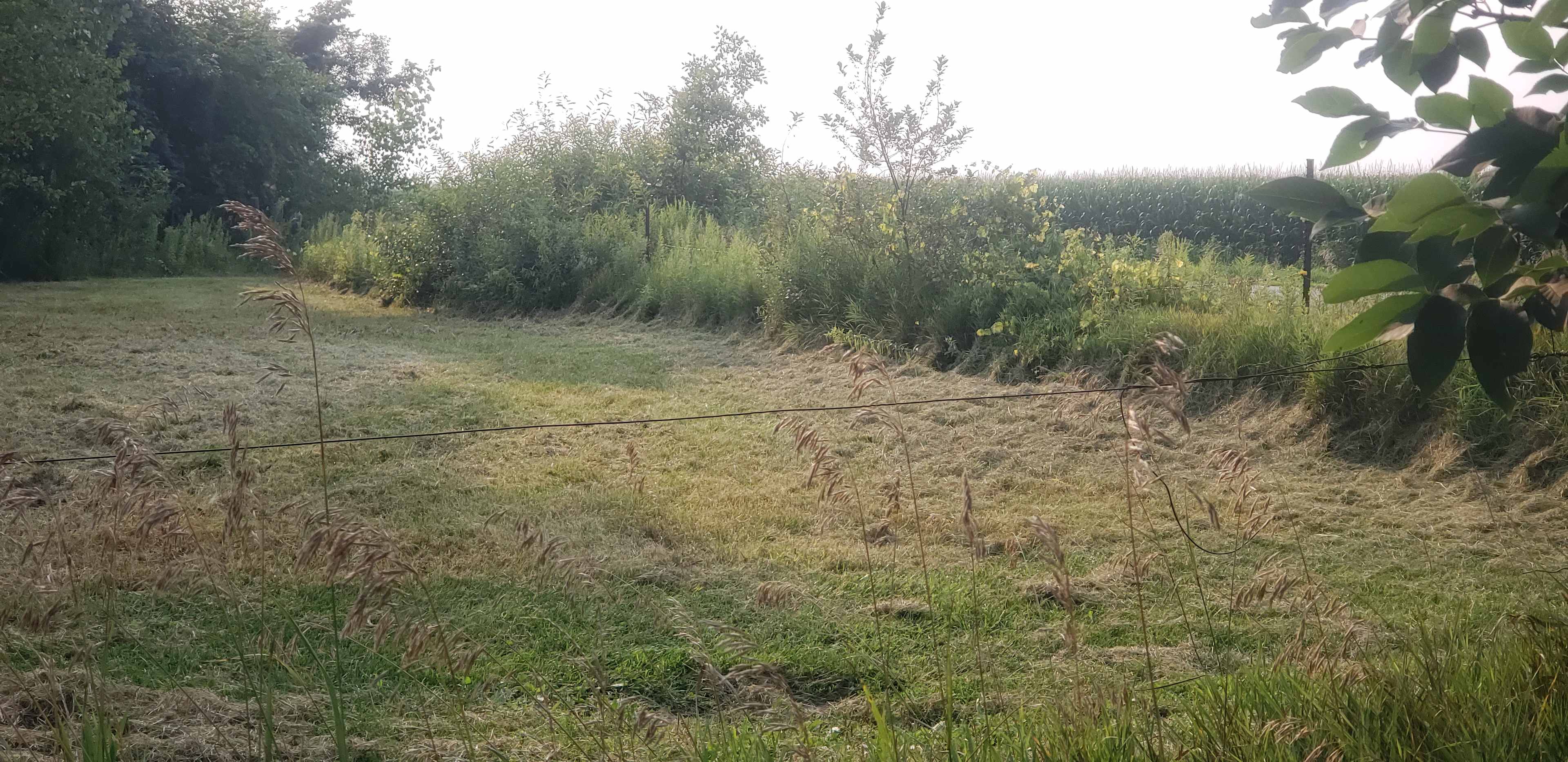 Grassy Woods Edge