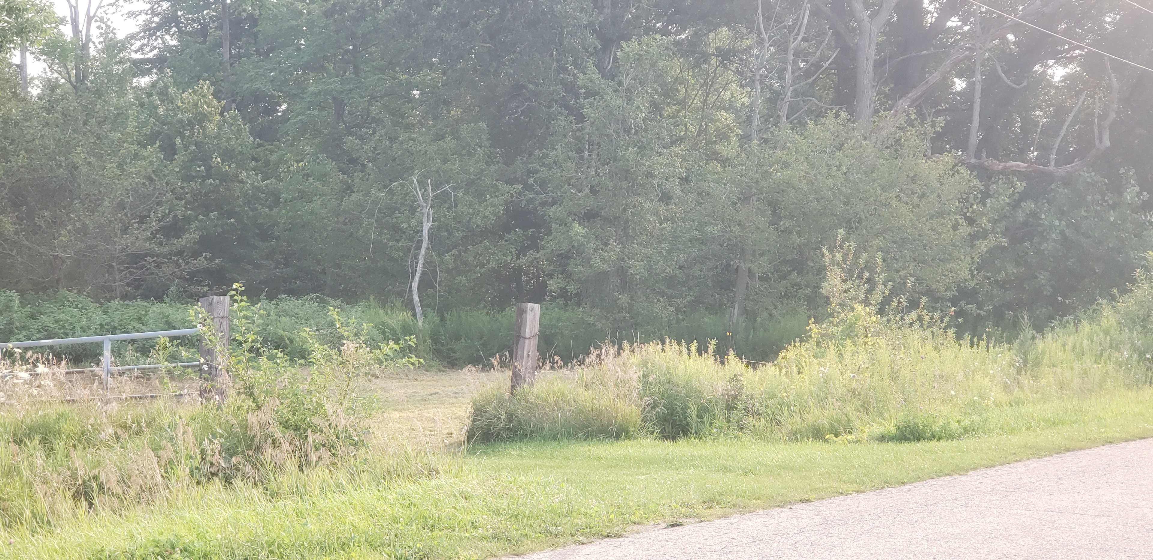 Grassy Woods Edge