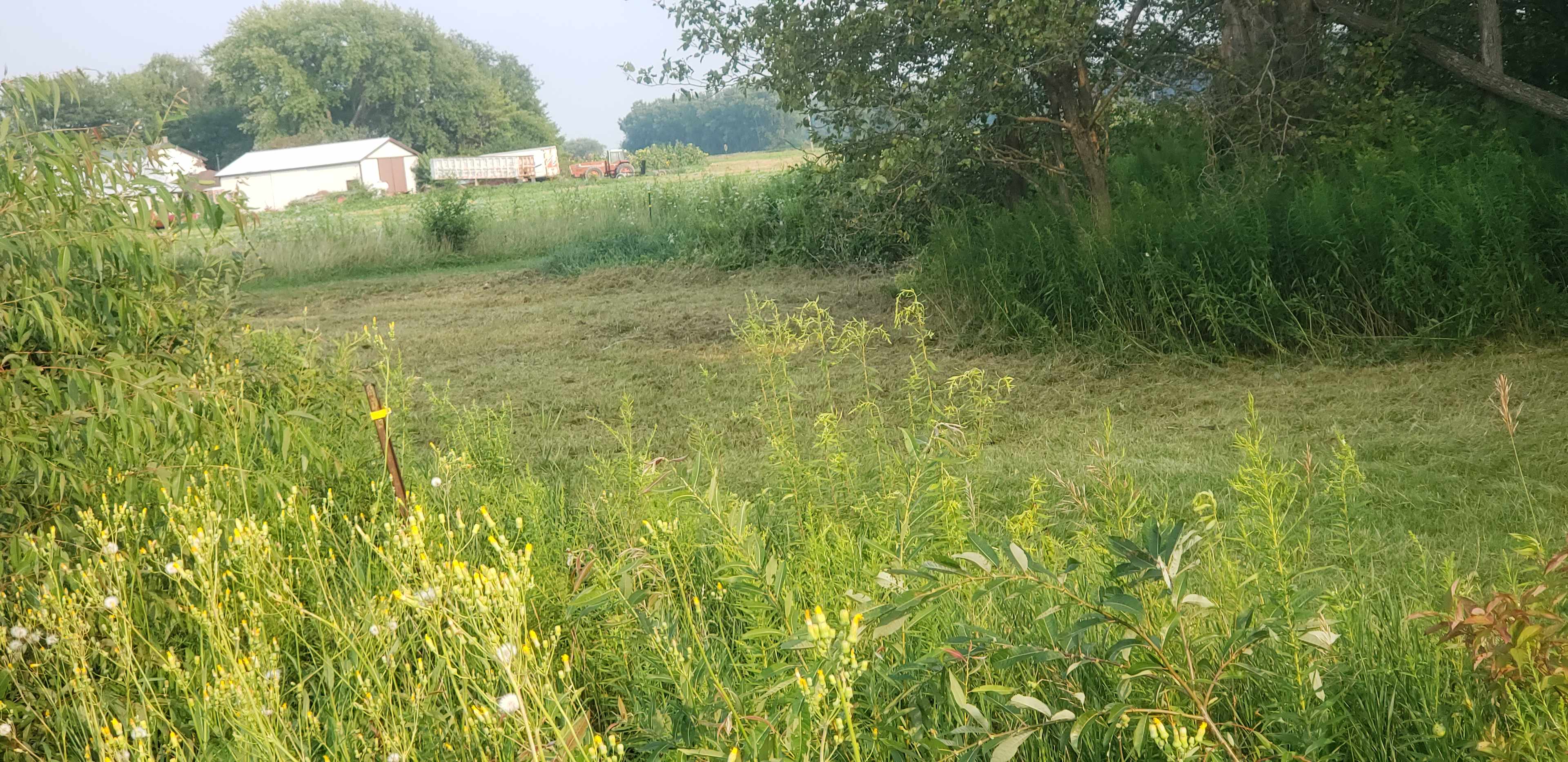 Grassy Woods Edge