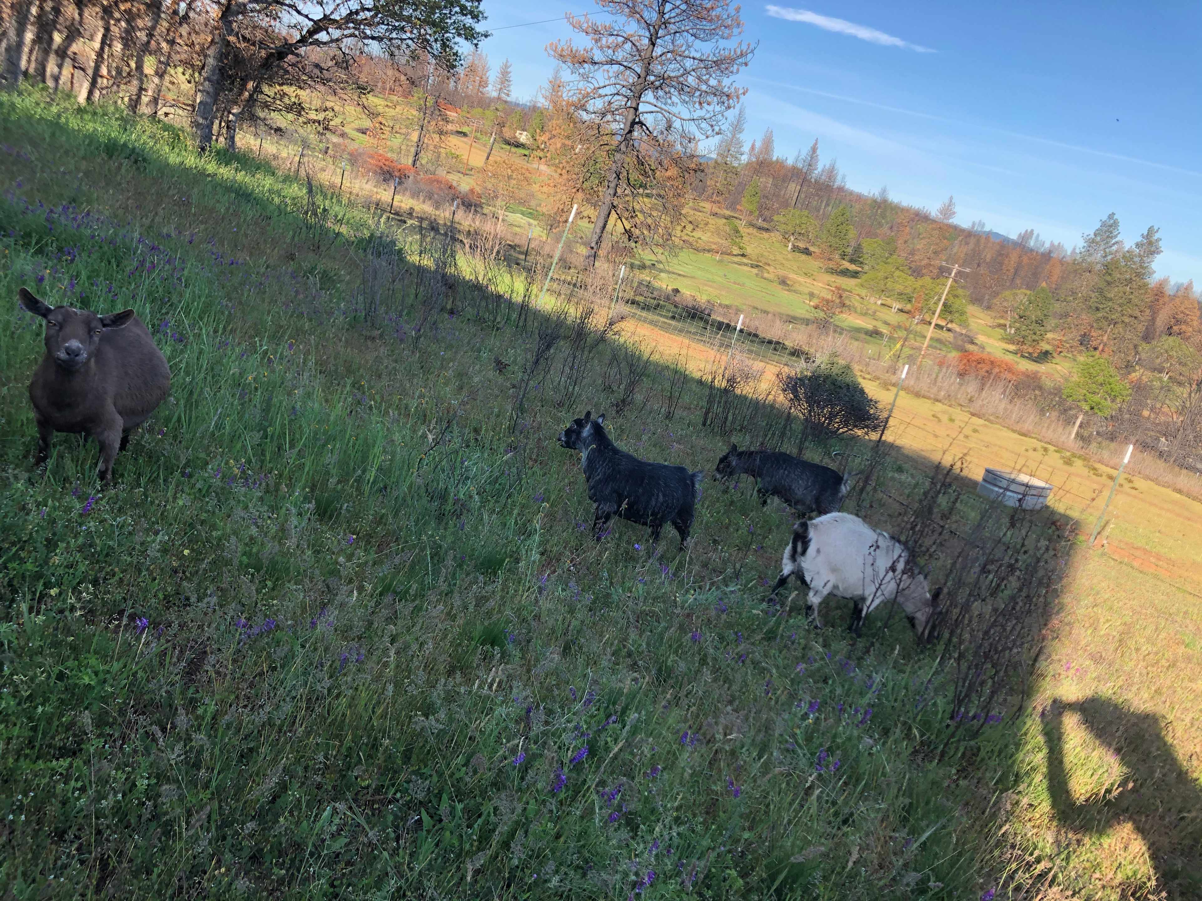 Meadow and pasture surrounded by forest