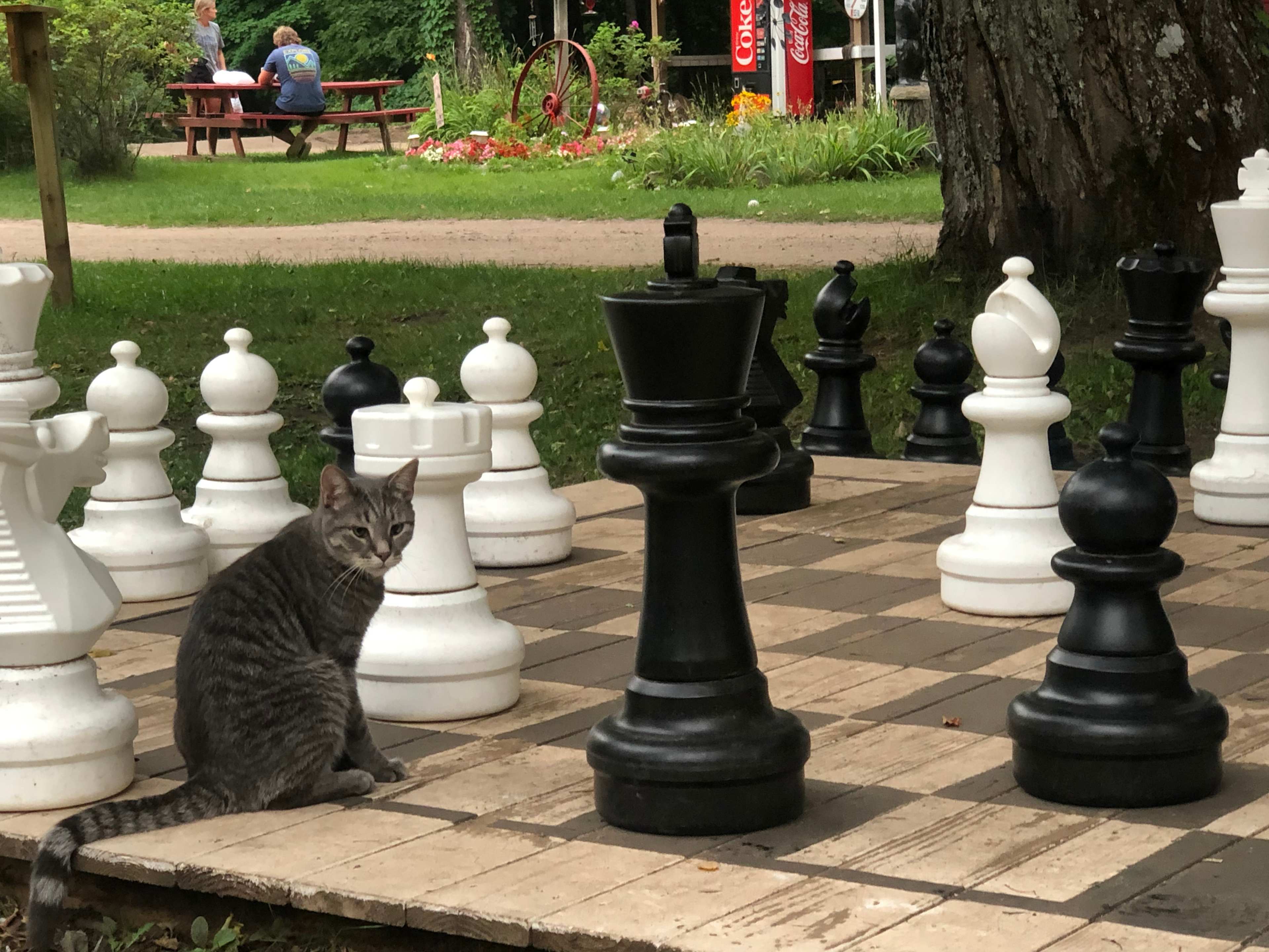 Yard games and a very friendly cat!