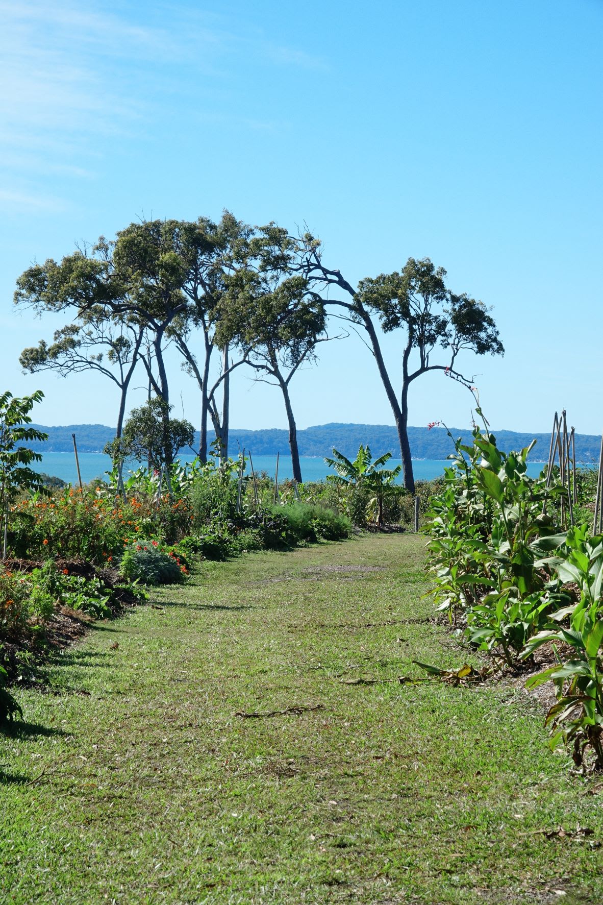 View along the developing food forest rows
