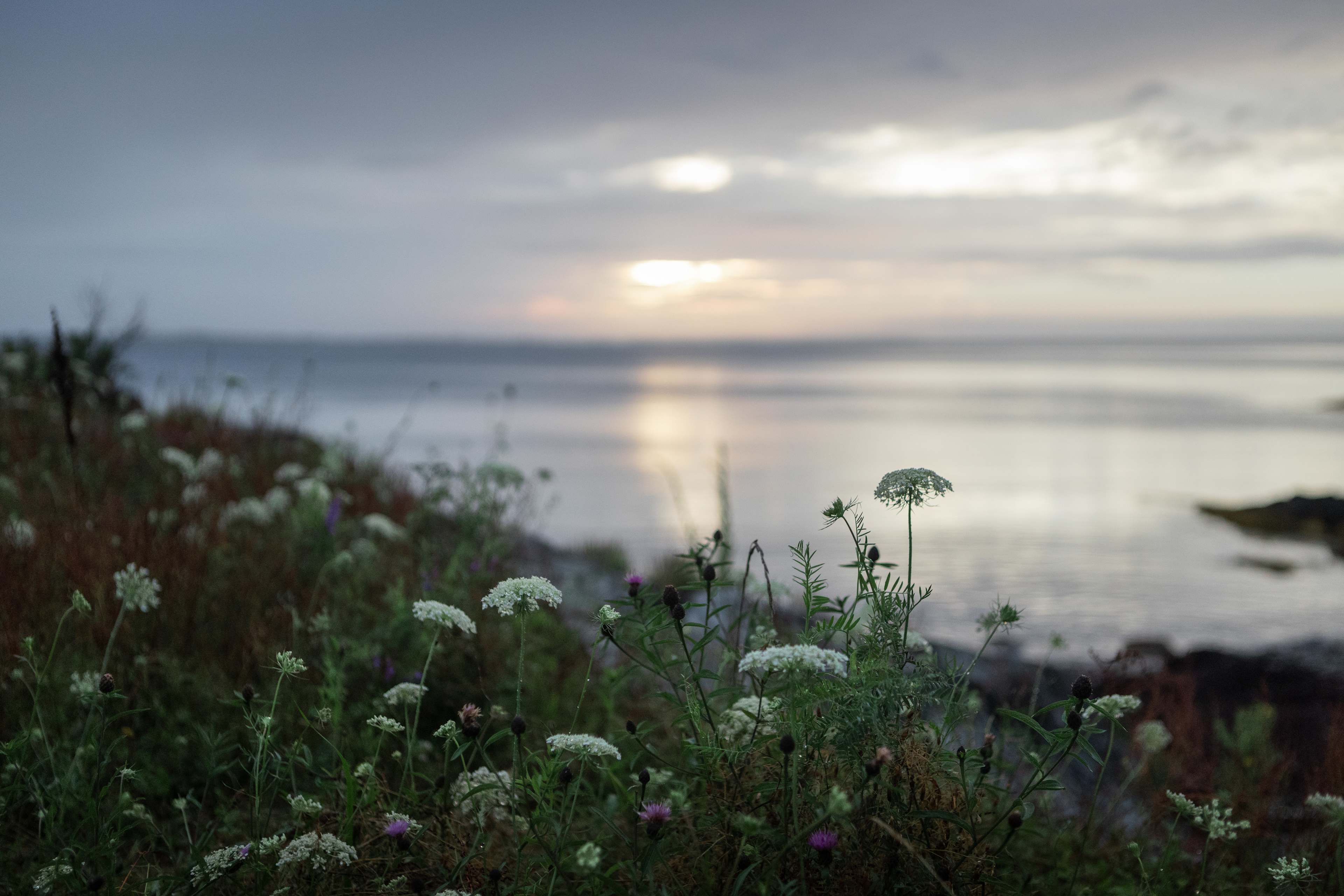 Wildflowers at the waterfront just near the site