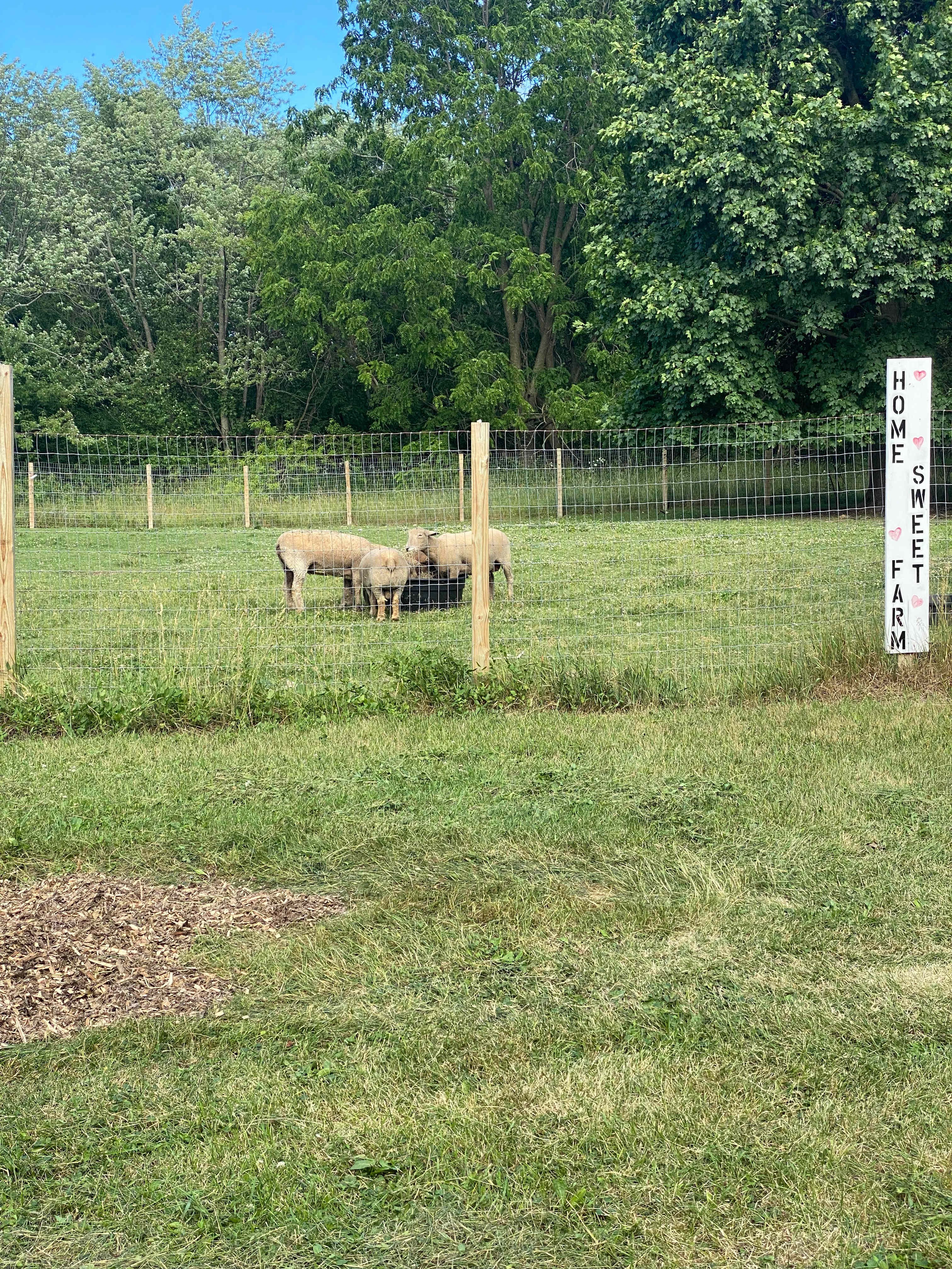 Mayville Farm