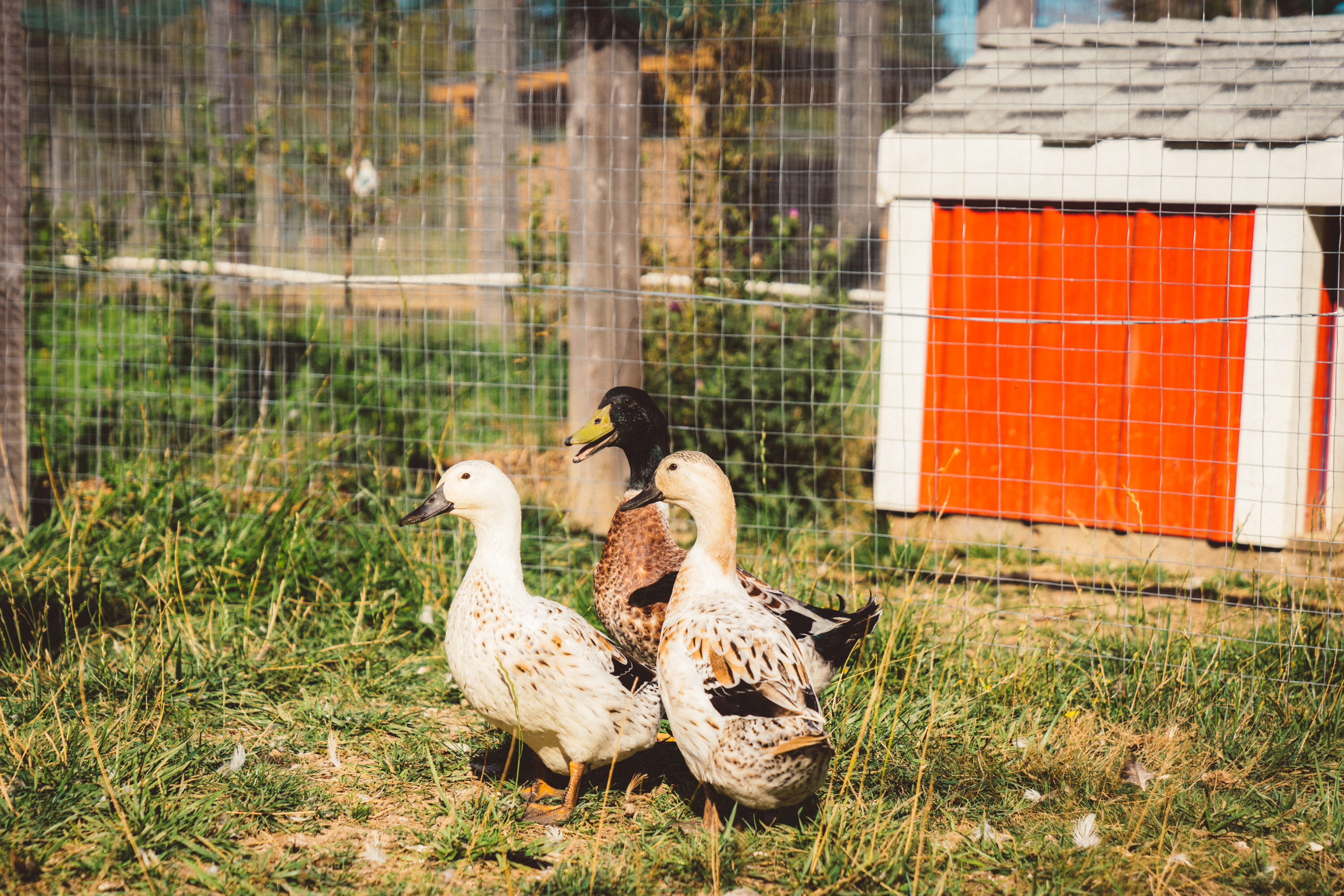Friendly ducks.