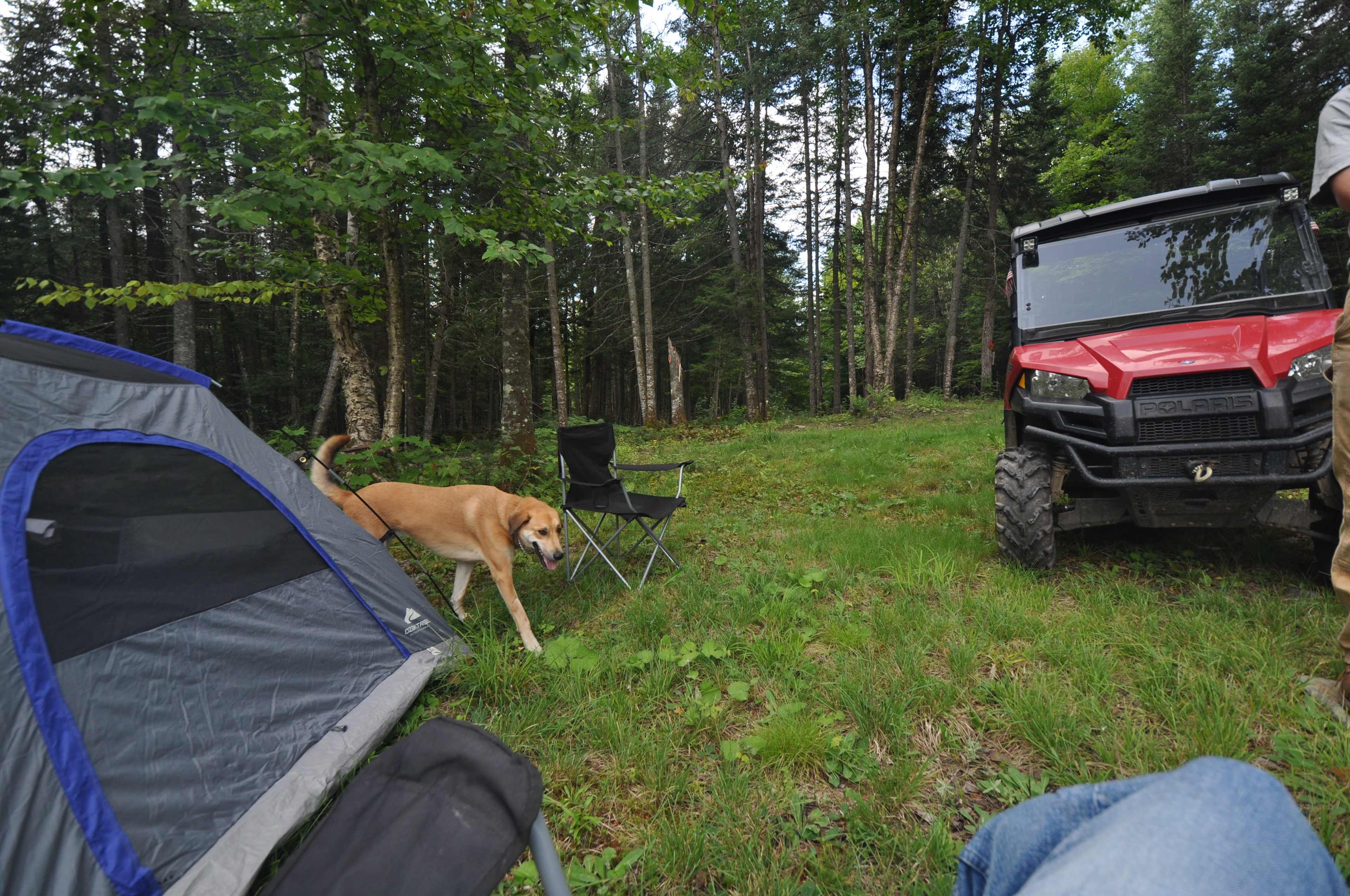 1st site right on the trail! Dogs welcome!