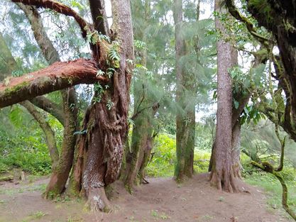 Magical Garden and Grove