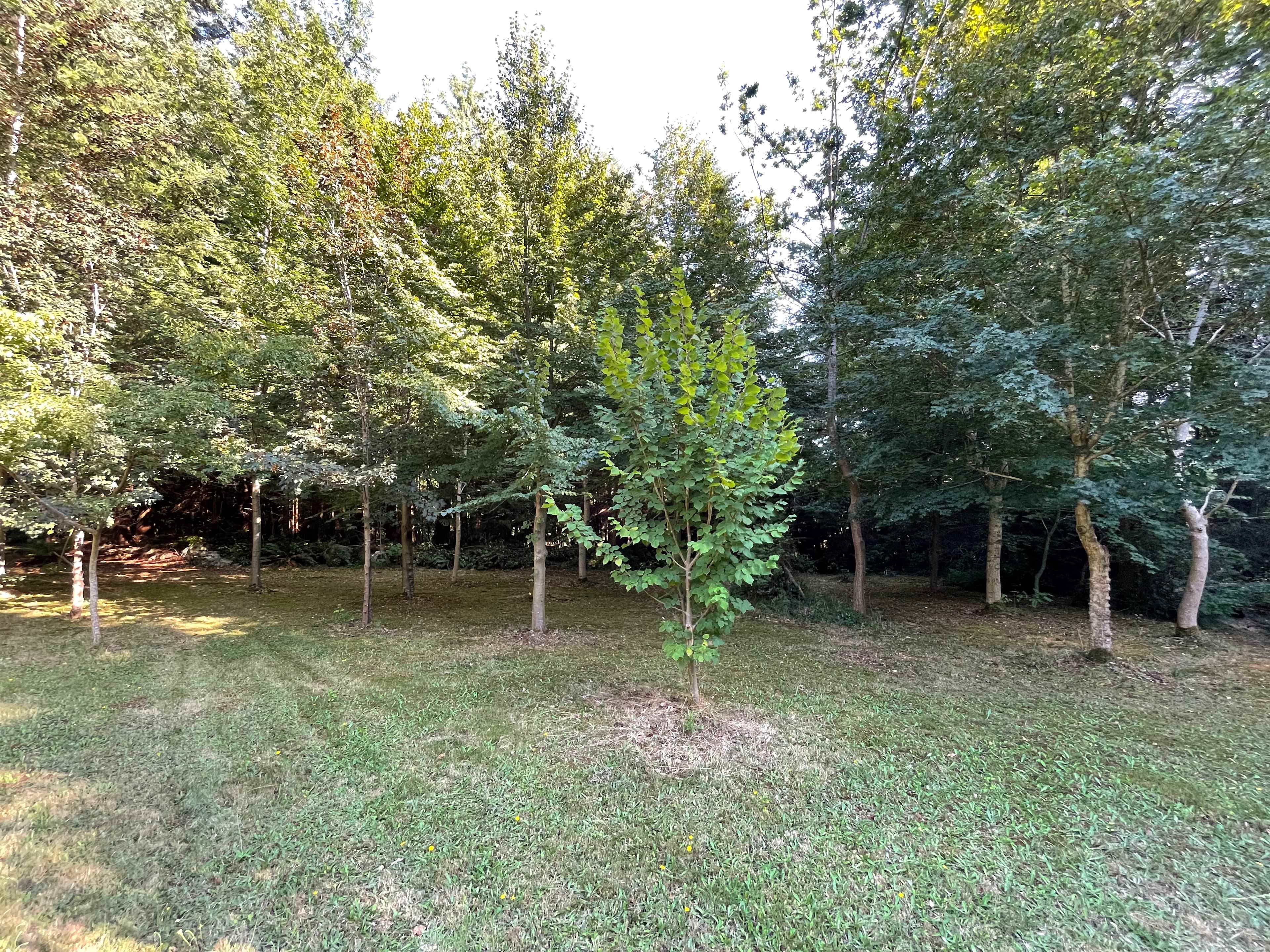 Orchard Forest Getaway
