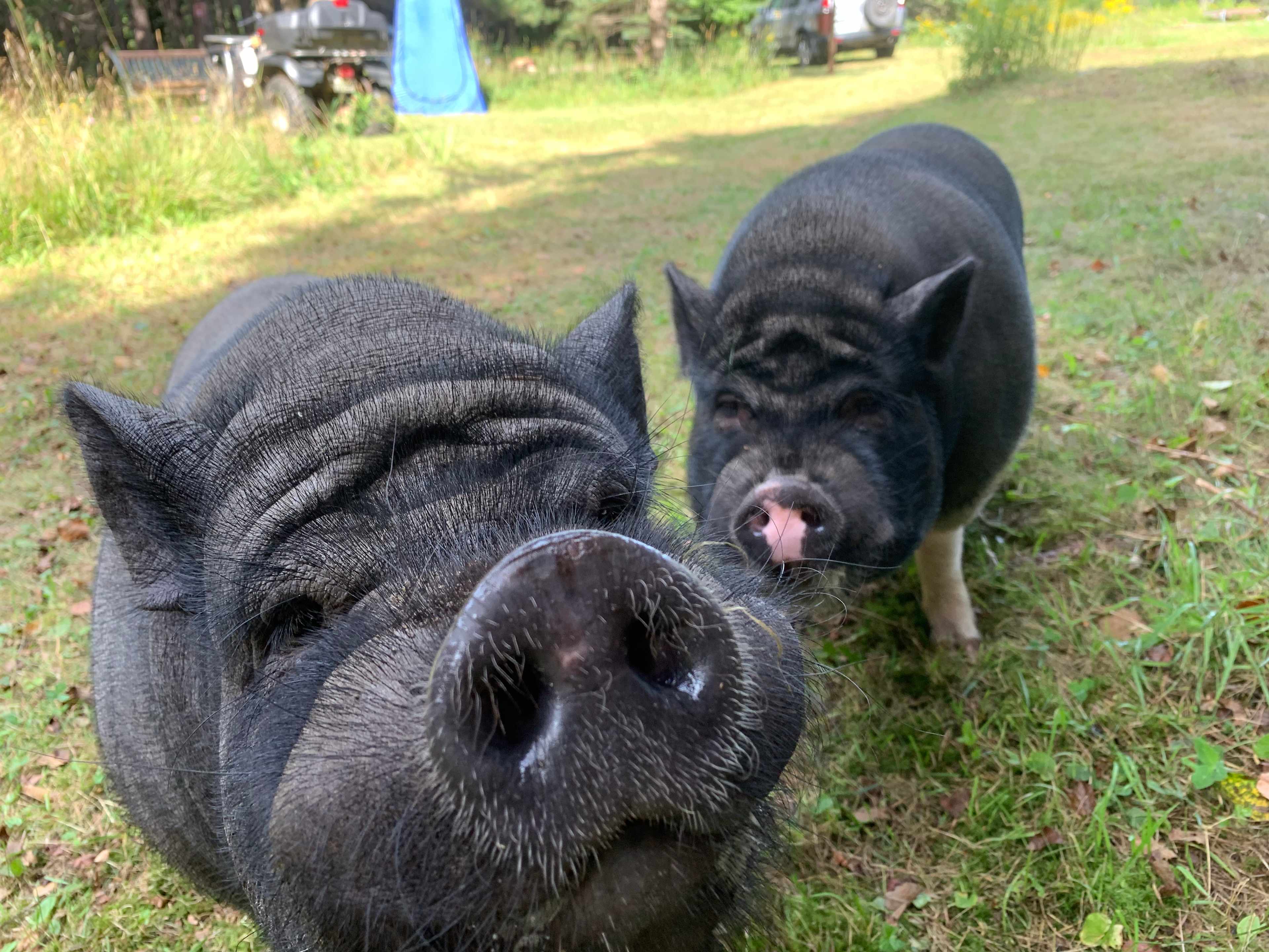 Lewis and Pumpkin can't wait to see you!