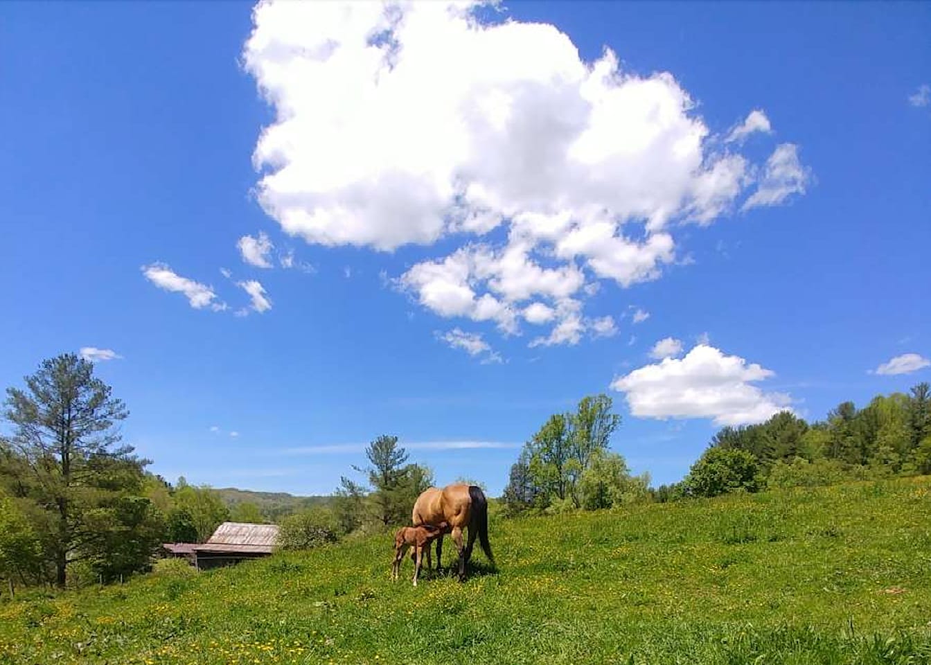 Head of the Creek Ranch