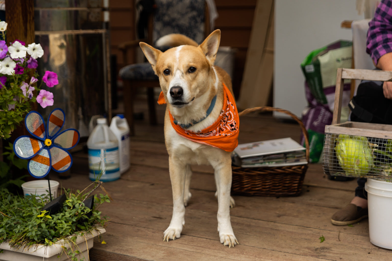 Meet DeeOhGee, a more reserved but still super friendly pup on the property.