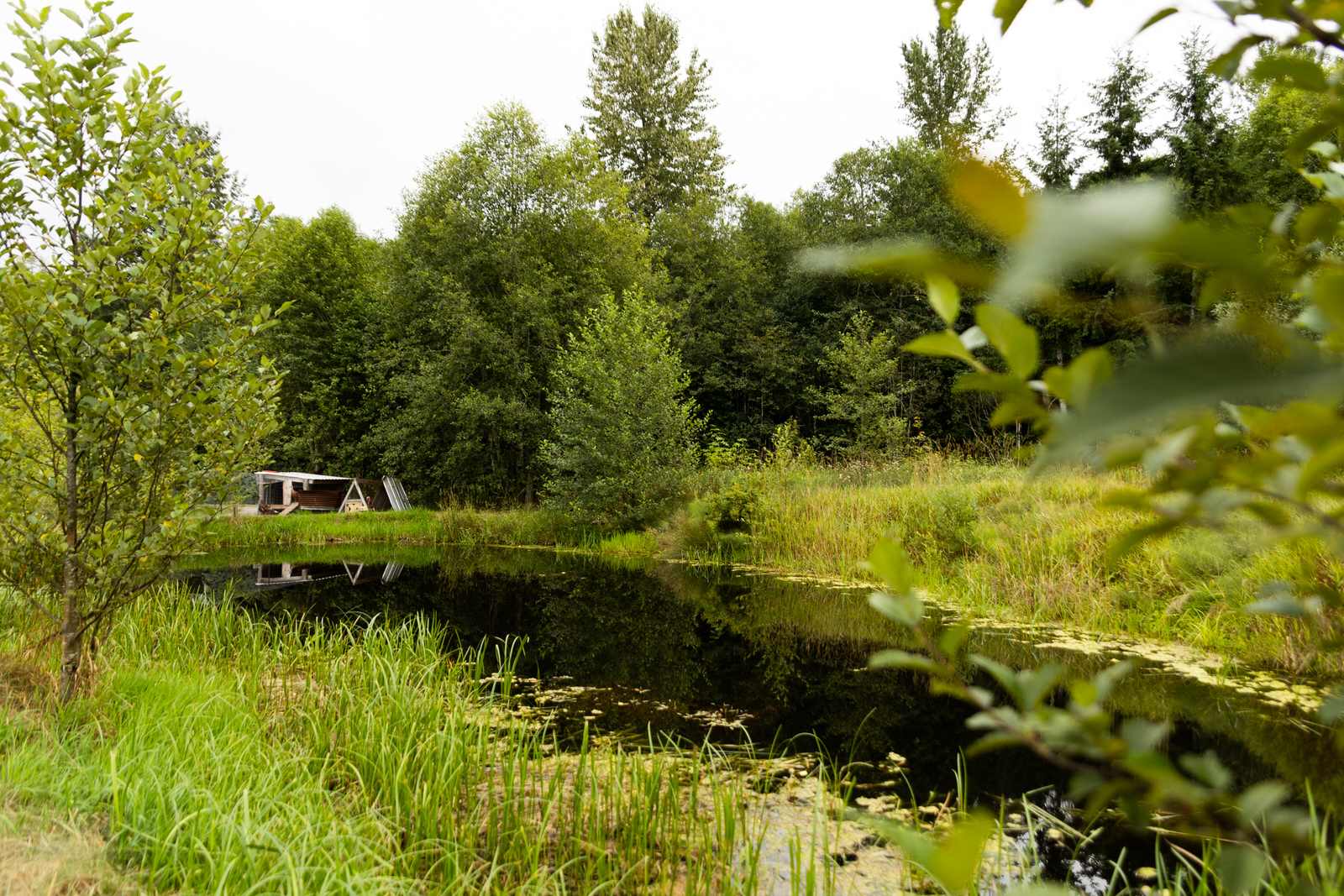 A cute pond!