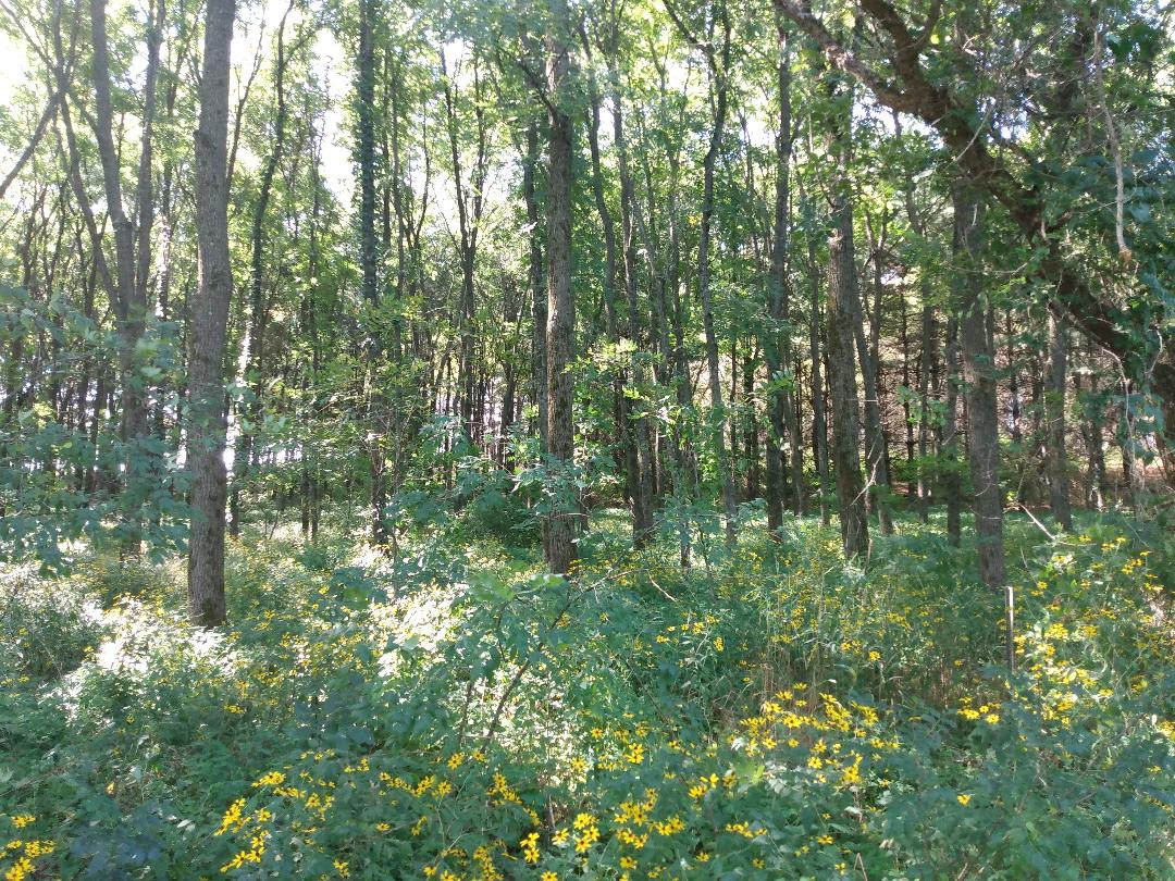 woods across from camper