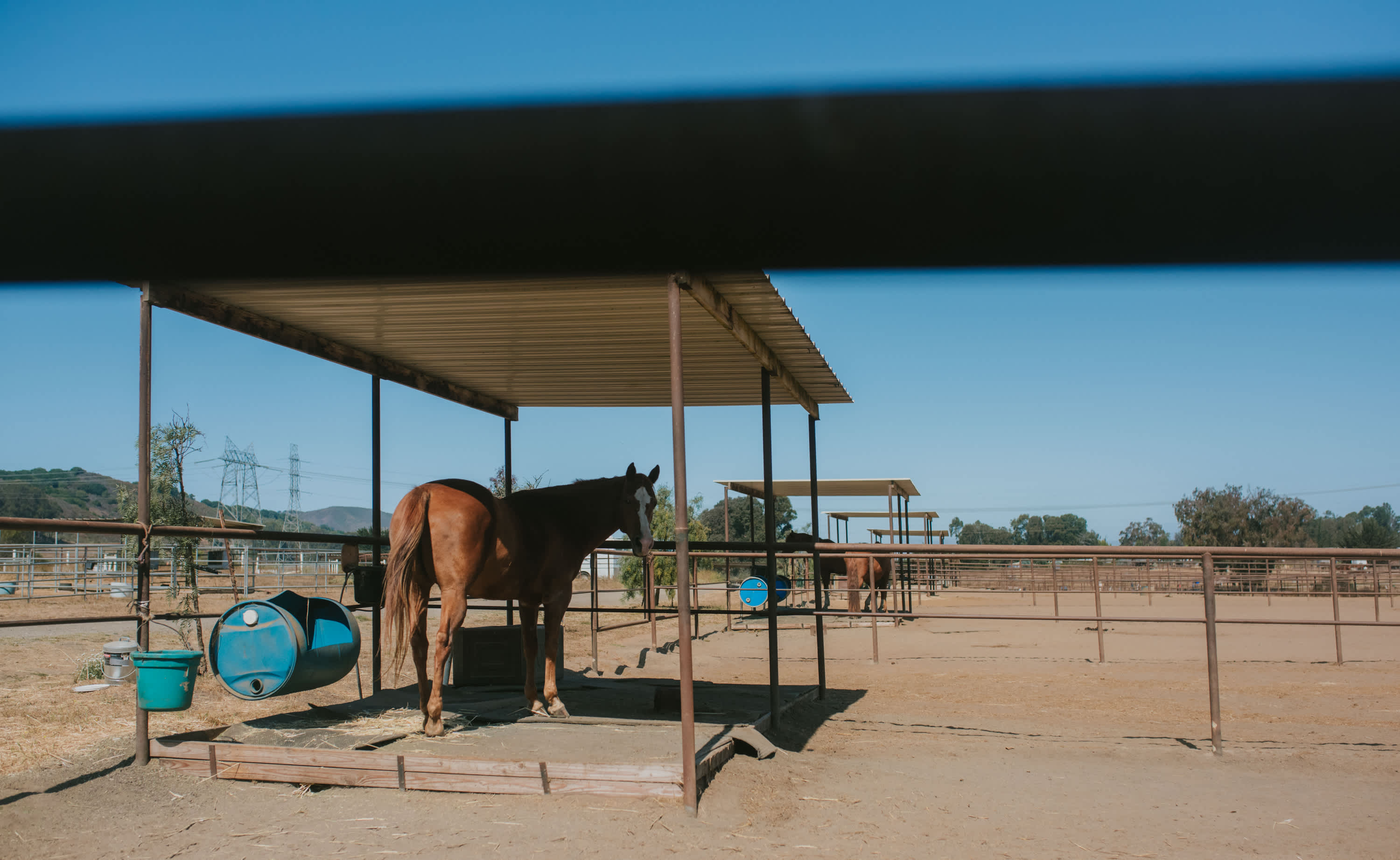 Visited the horses.