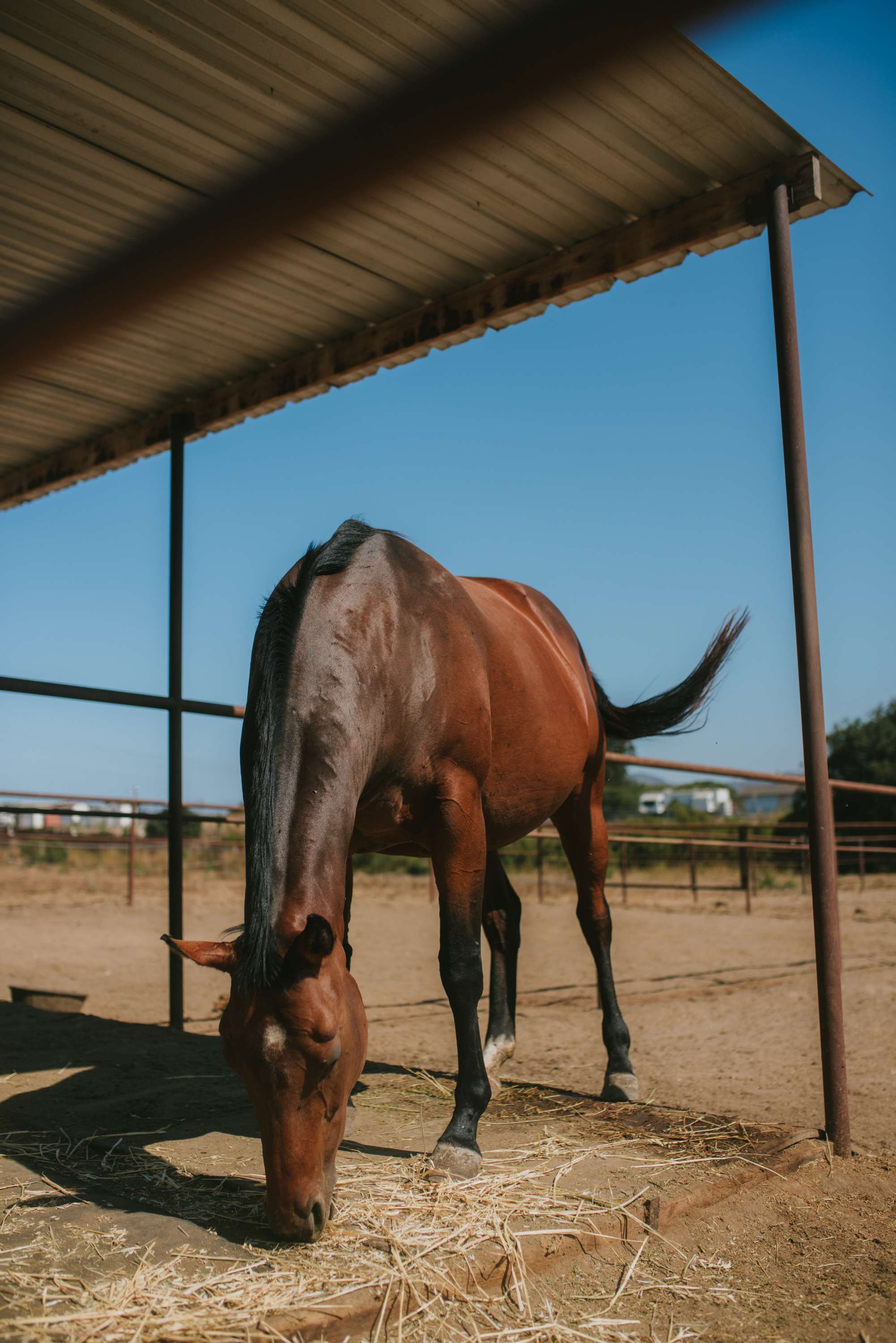Organic farm and horse camp
