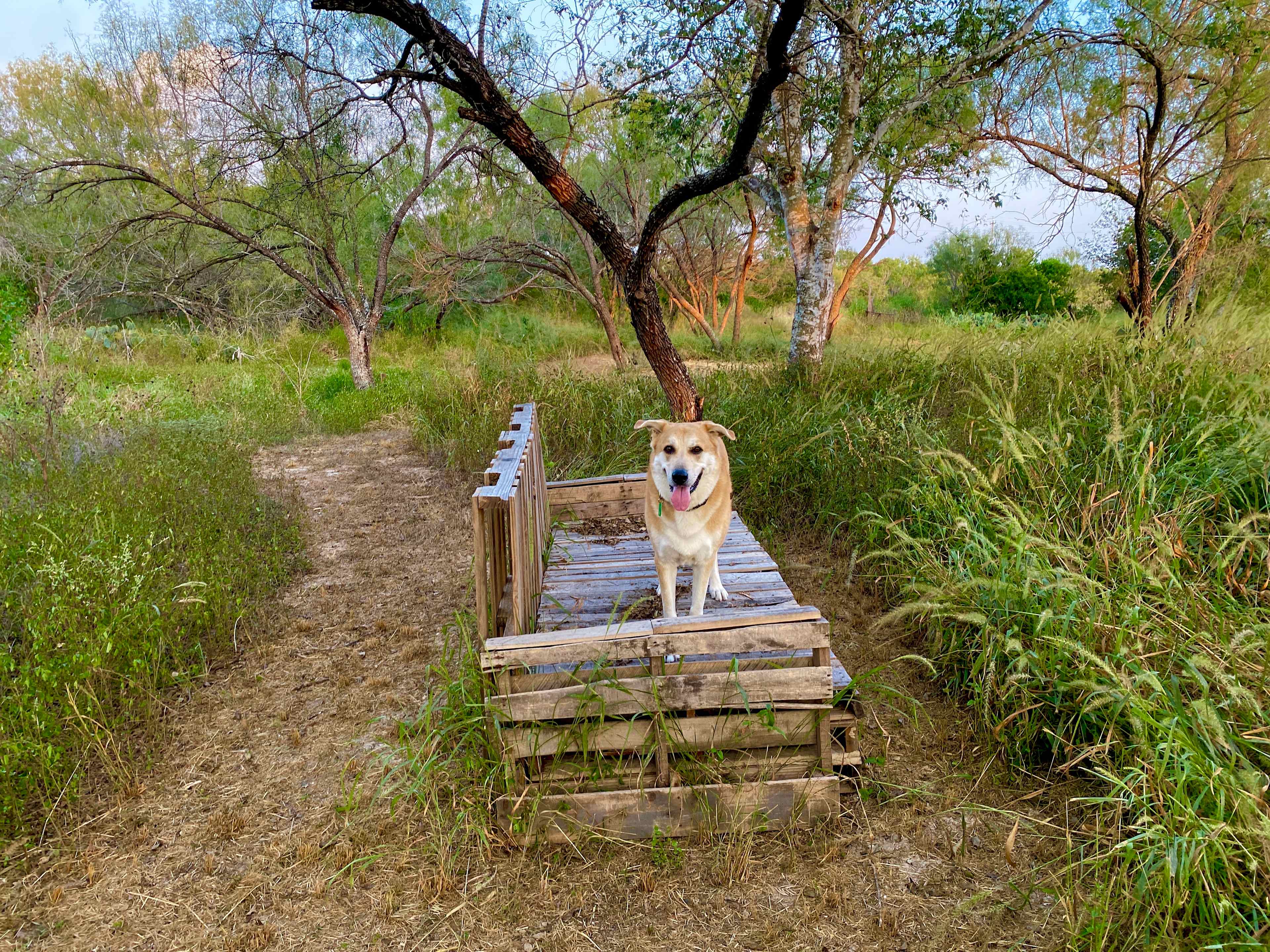 Dog friendly!
