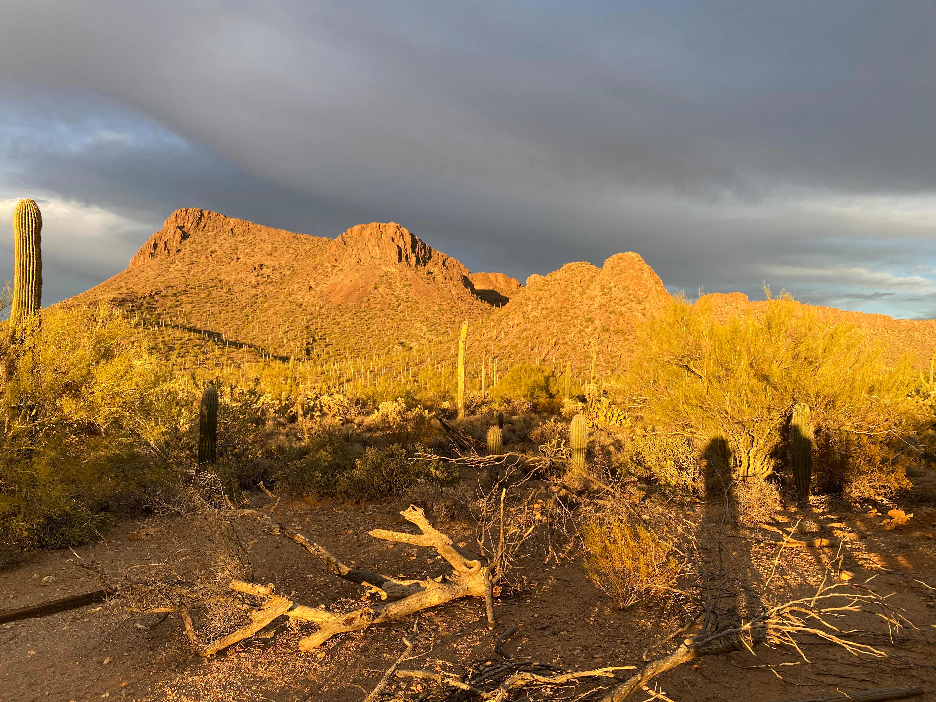 Saguaro national monument west