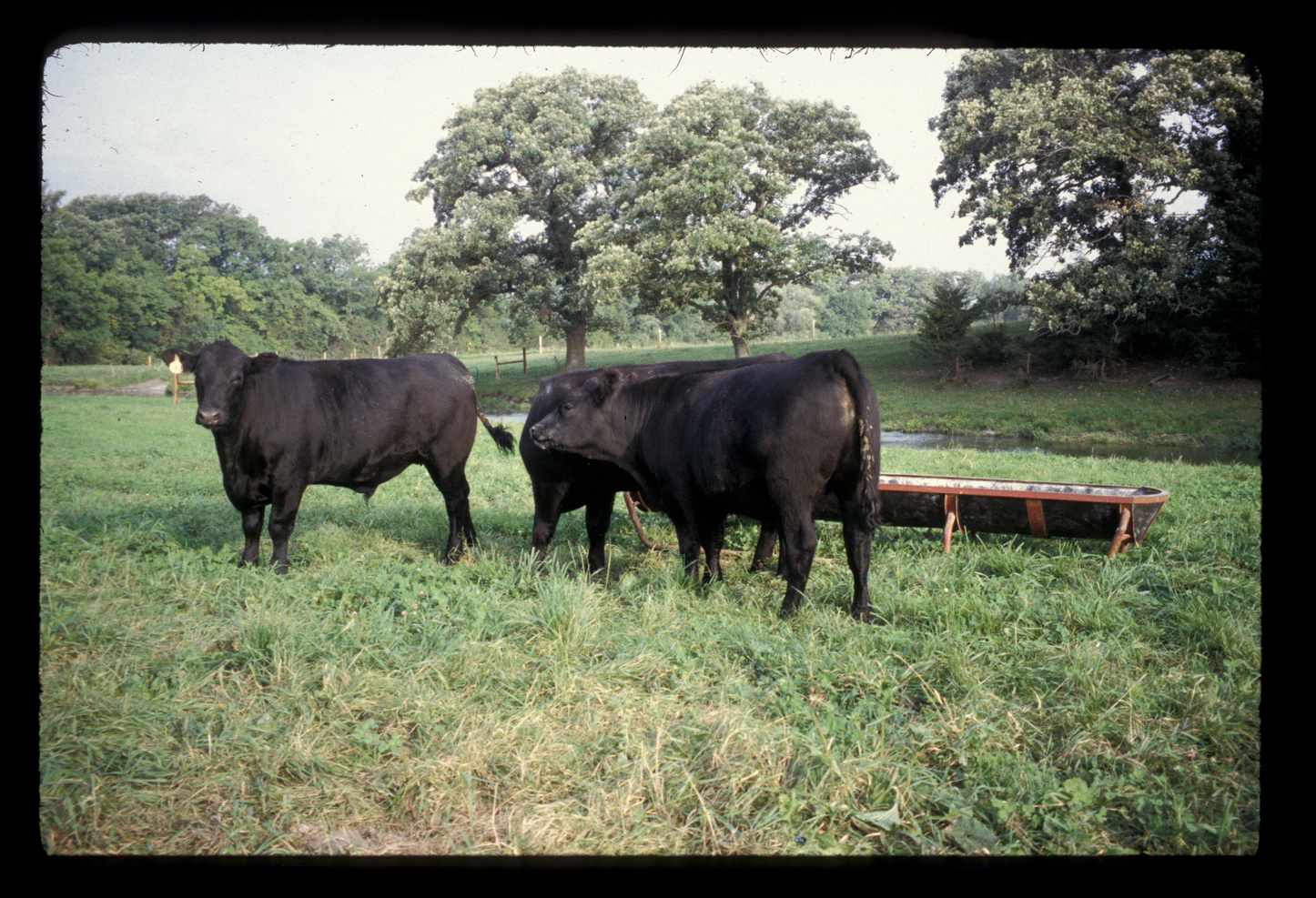 Valley Angus Farm