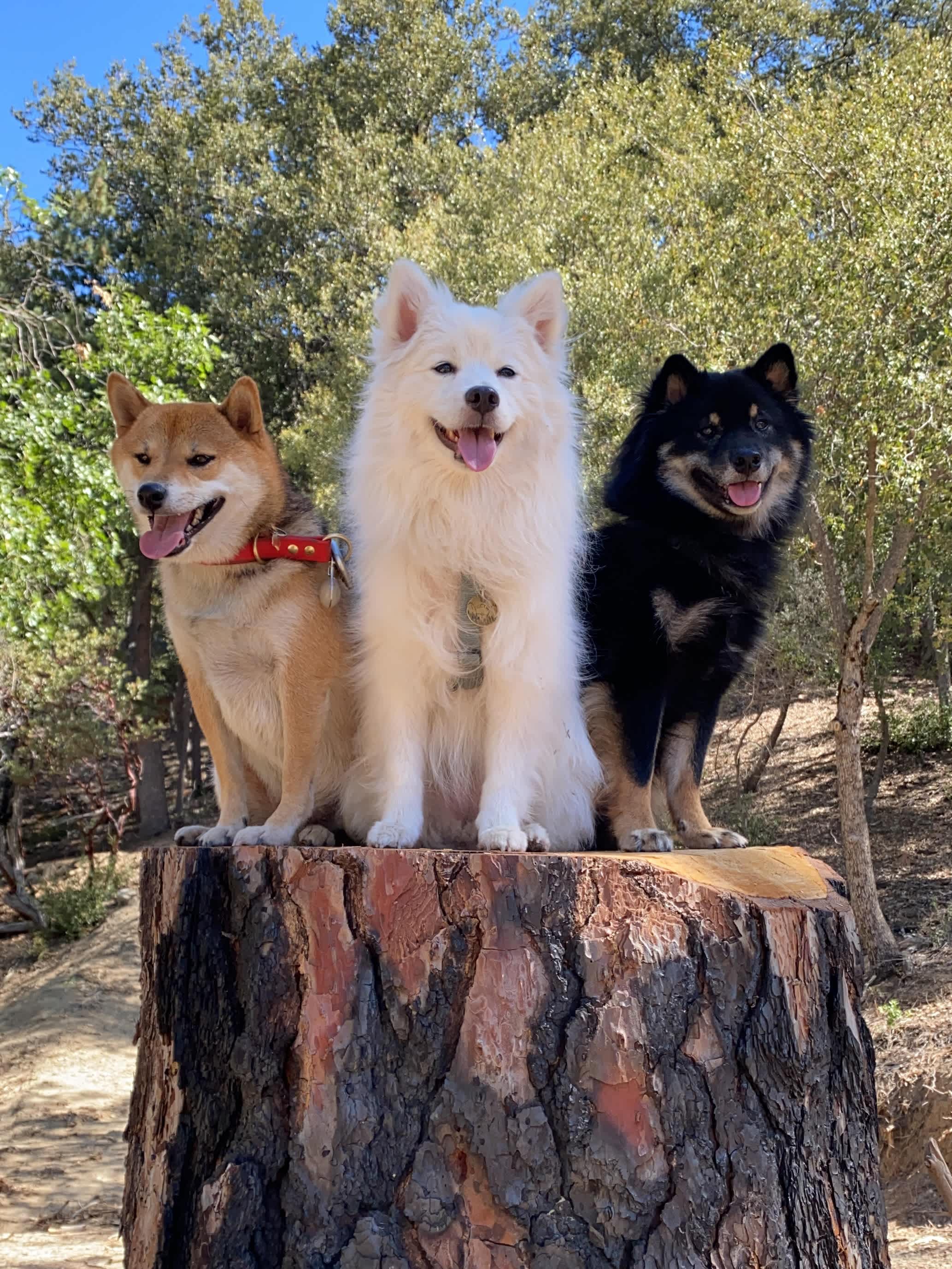 Pups had a lot fun!