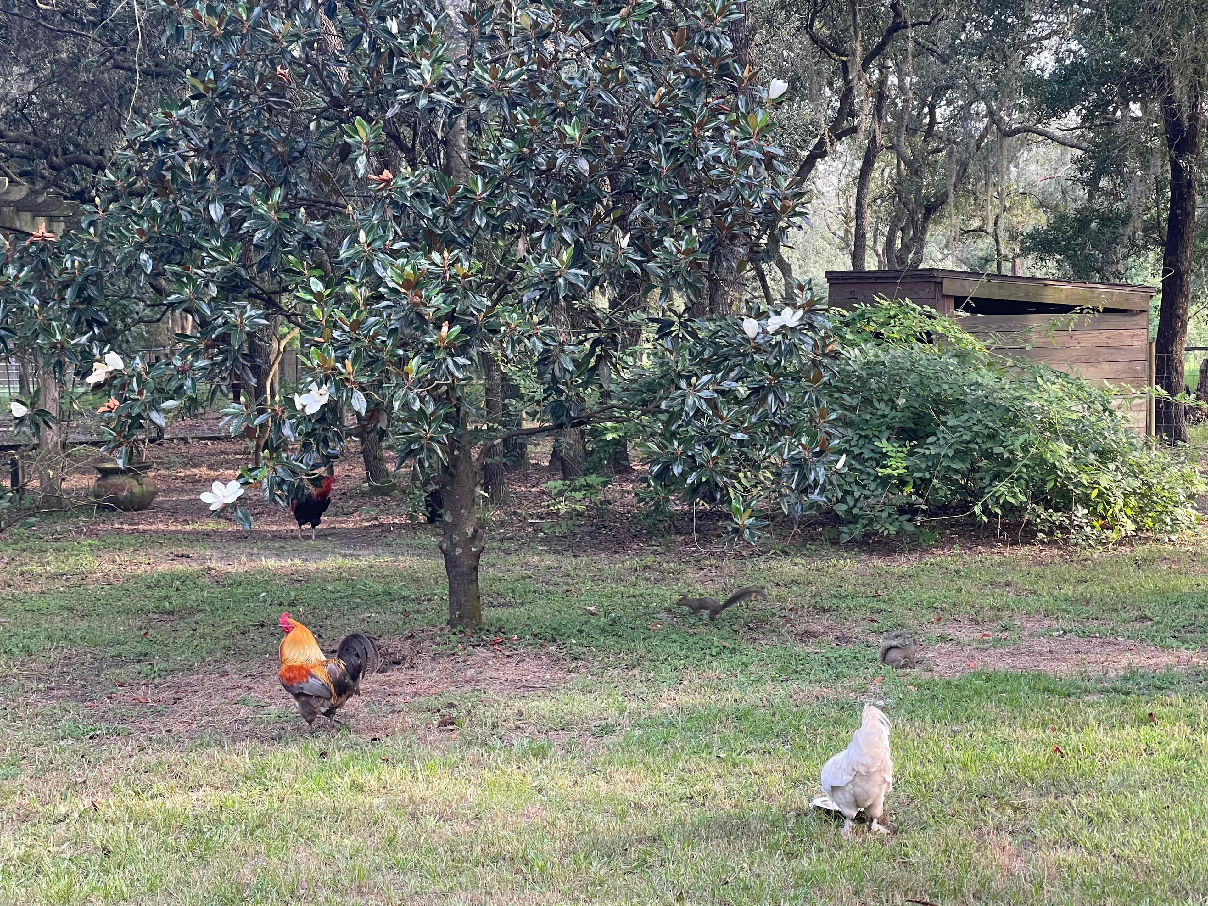 Loki and Speedy.  Two of our beautiful friendly rooser
