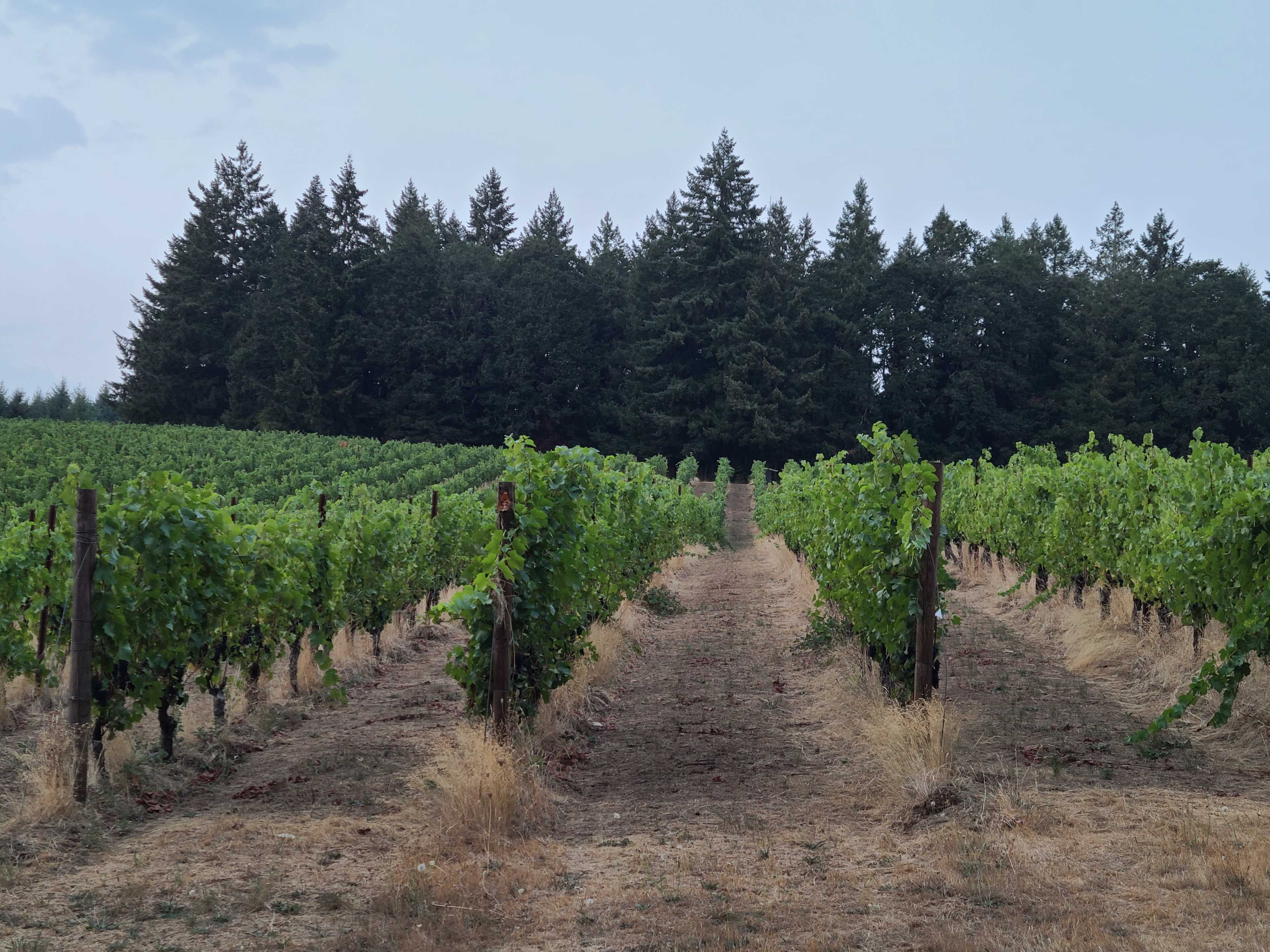 Vineyard View