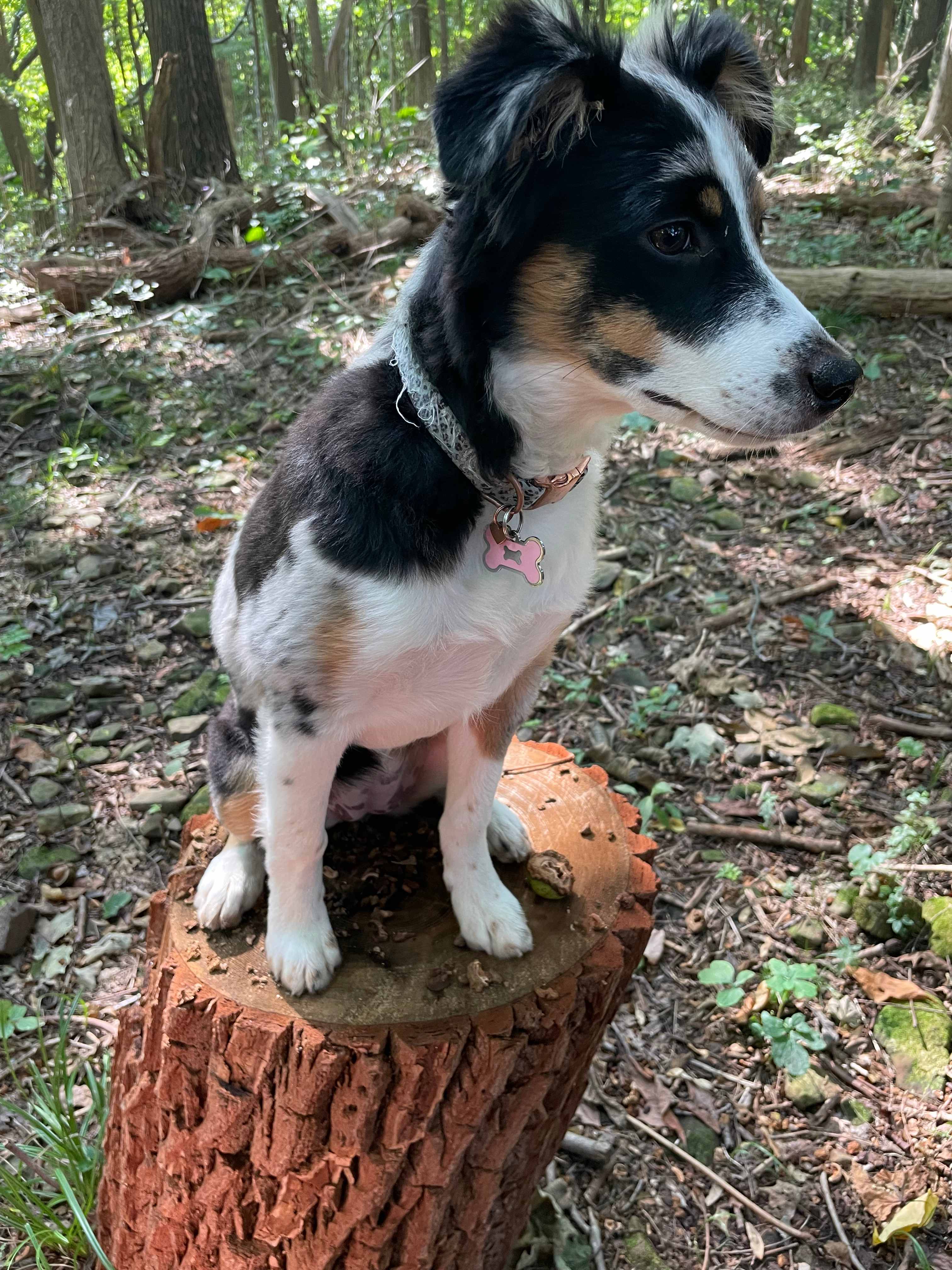 Pup sitting on a log seat near camp site #4