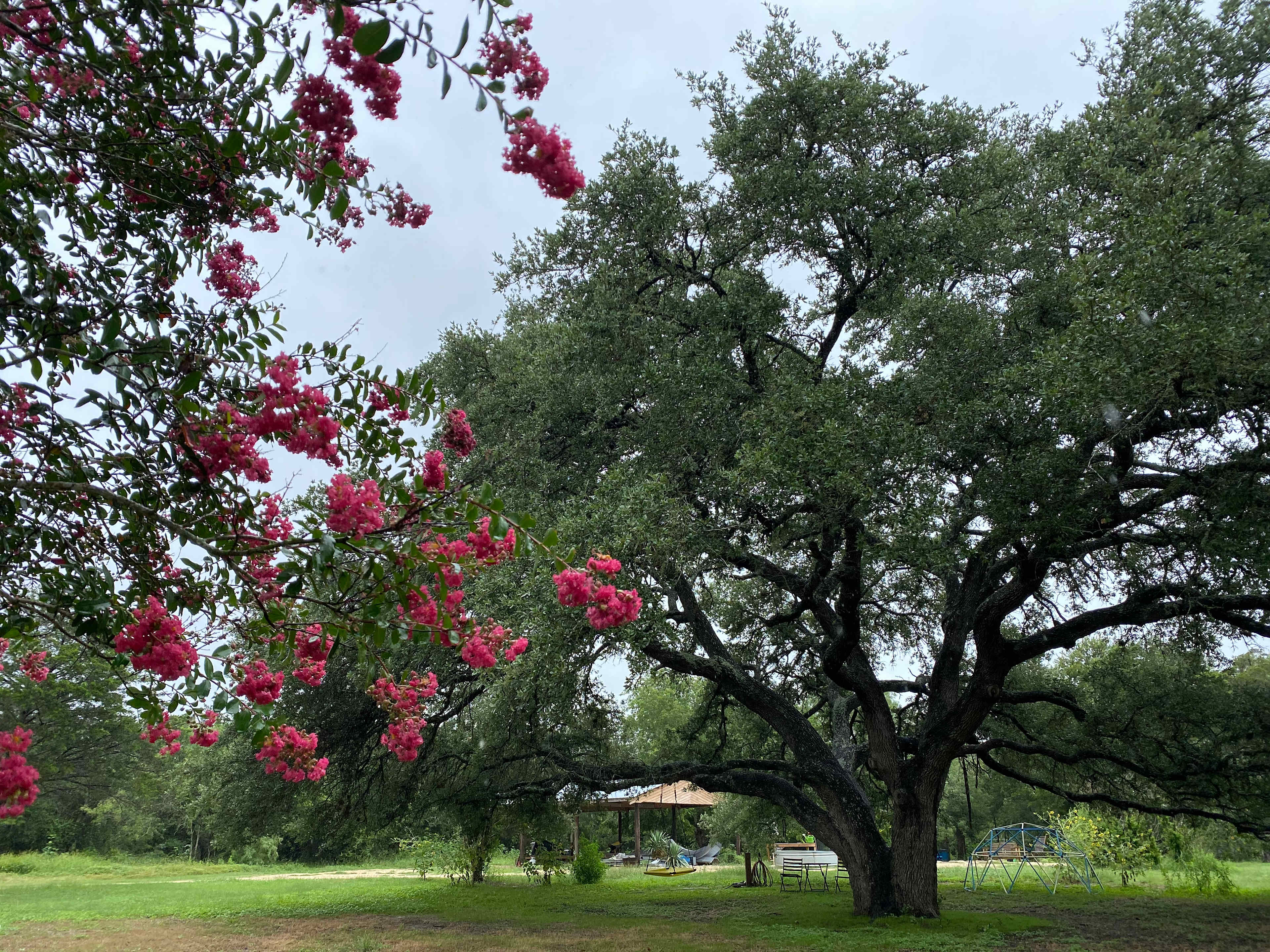 Our Heritage Oak we estimate is about 400 years old, is a perfect place to set up a picnic and listen to the wind blow. 