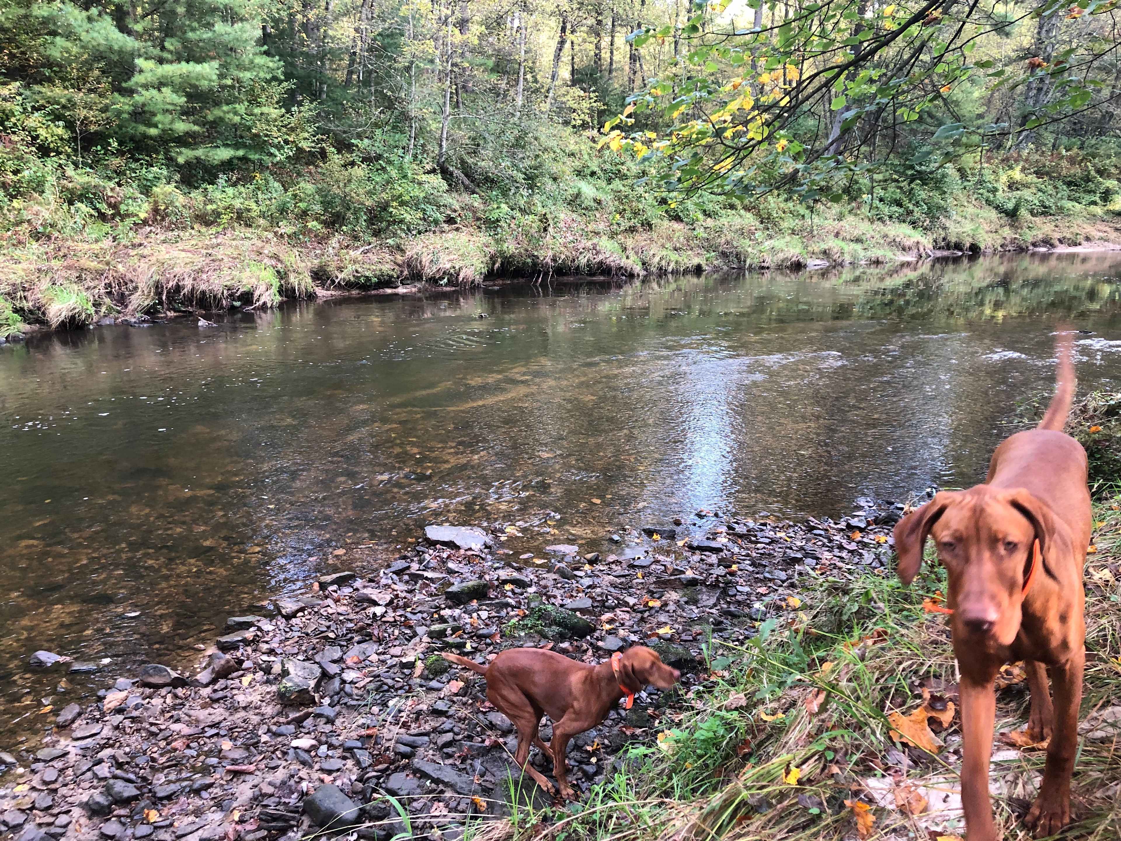 Bronzeback Creek Camp