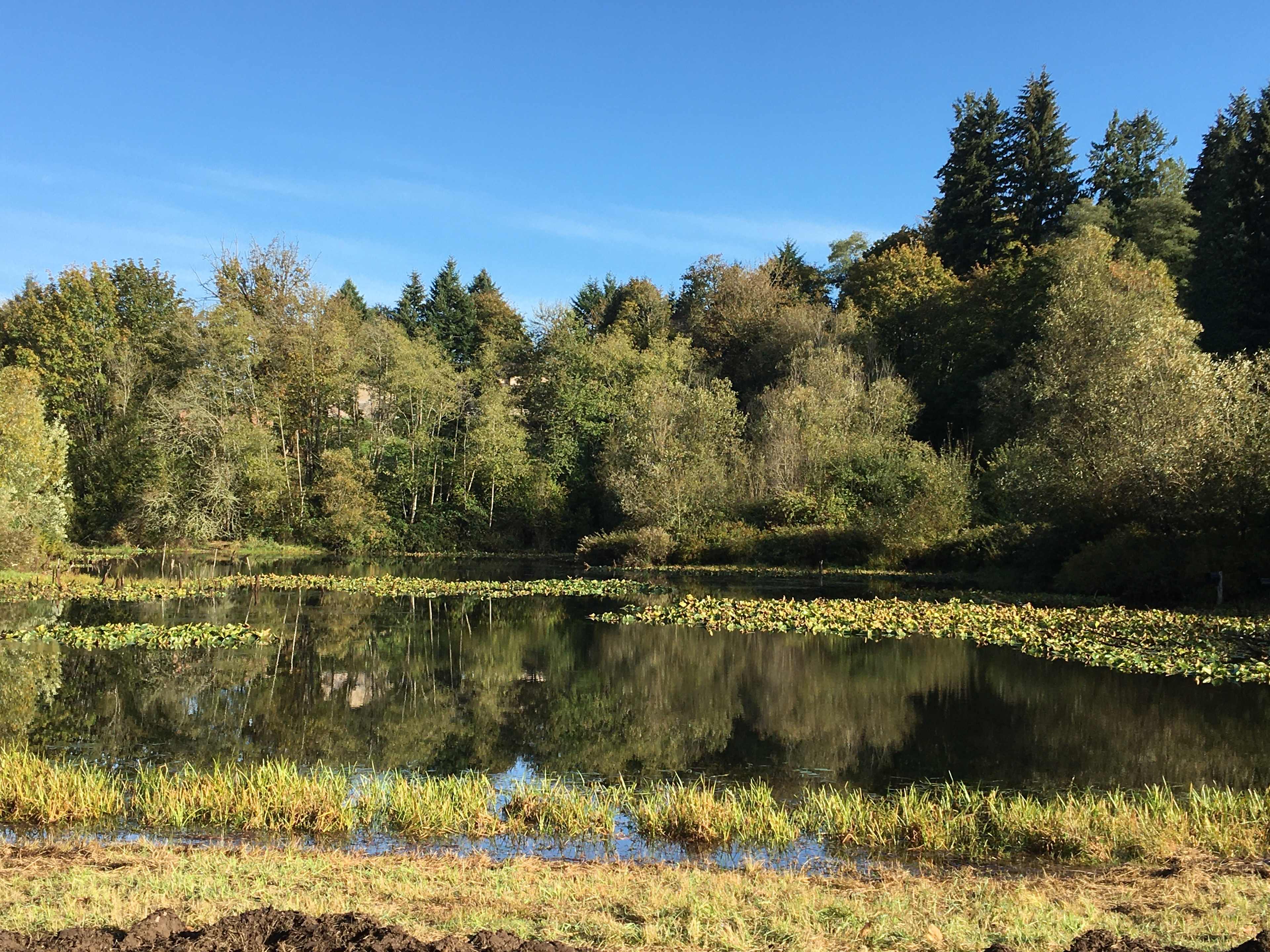 Rural lakeside partially forested