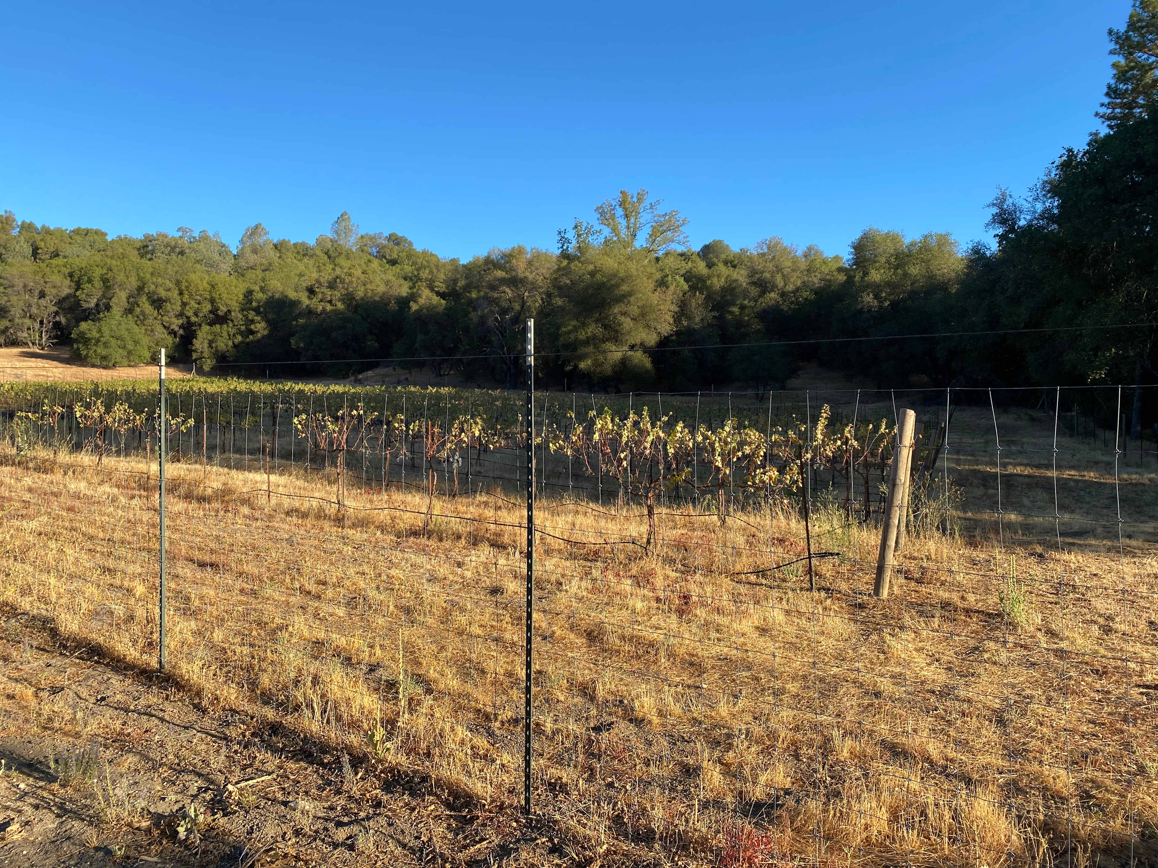 One side of the Vineyard located at the back of our site
