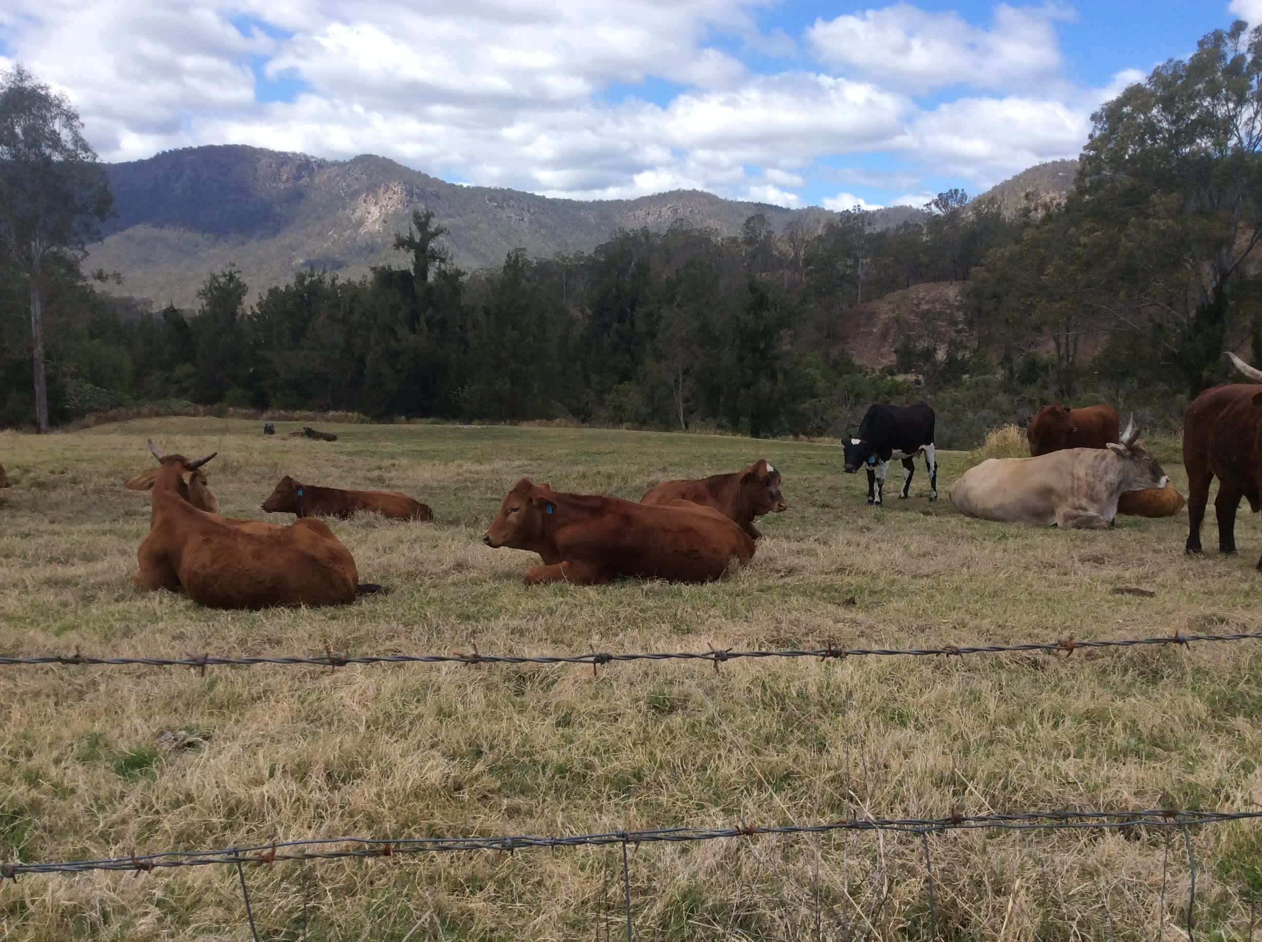 The cows are friendly and curious. Keep an eye out for lovely Colin 110 — he will usually let you pat him, but he’ll also raid your car for snacks if you take your eyes off him!