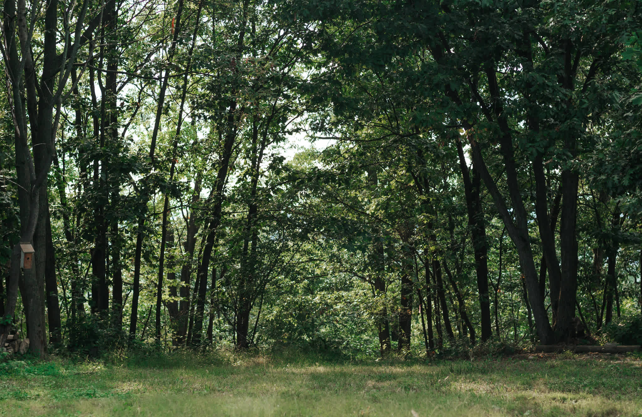The sunlight filters through the trees beautifully. 