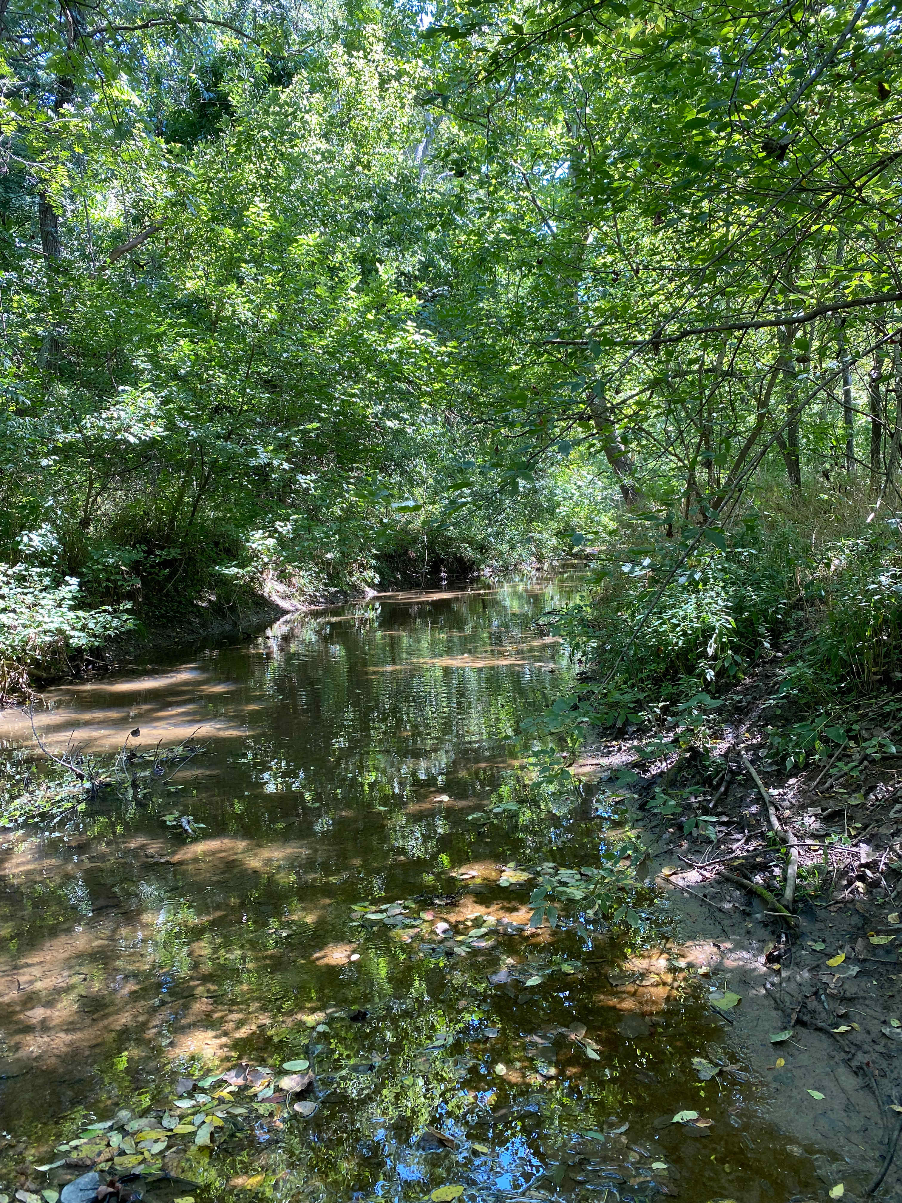 Our pristine little creek just a few steps from the campsite