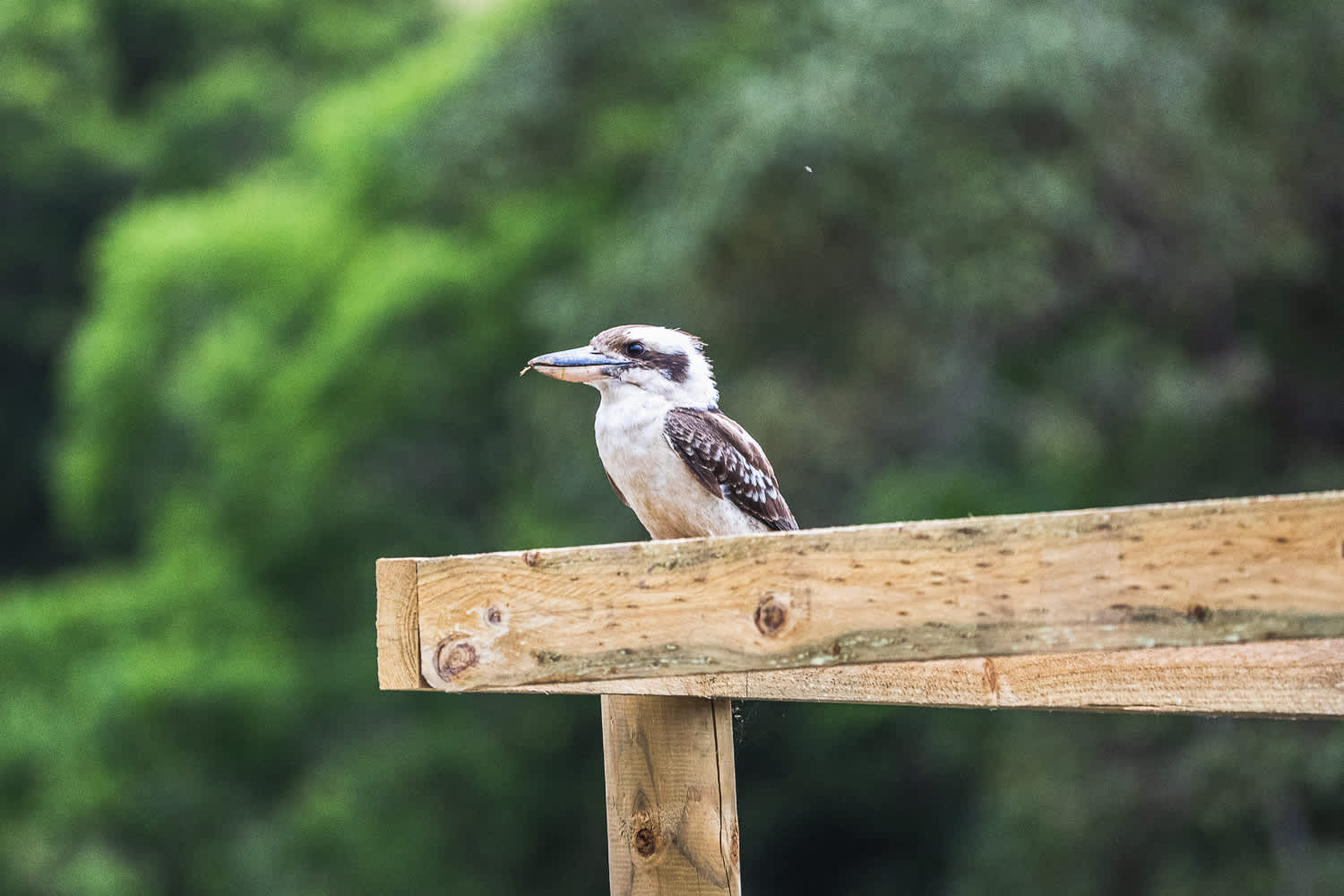 The best morning bird song I have experienced. Incredibly diverse birdlife