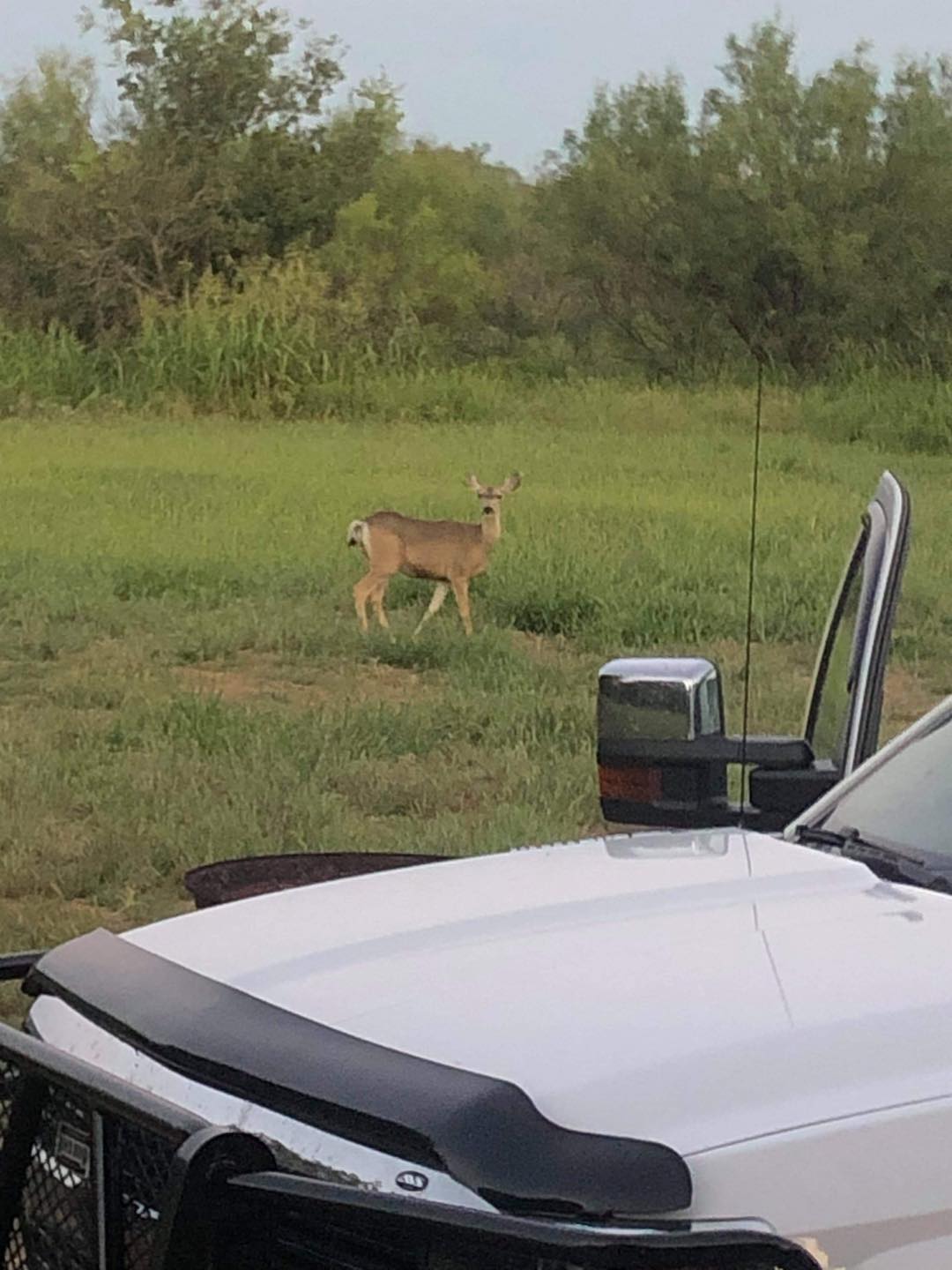 Whitescreek Lodge-Childress tx