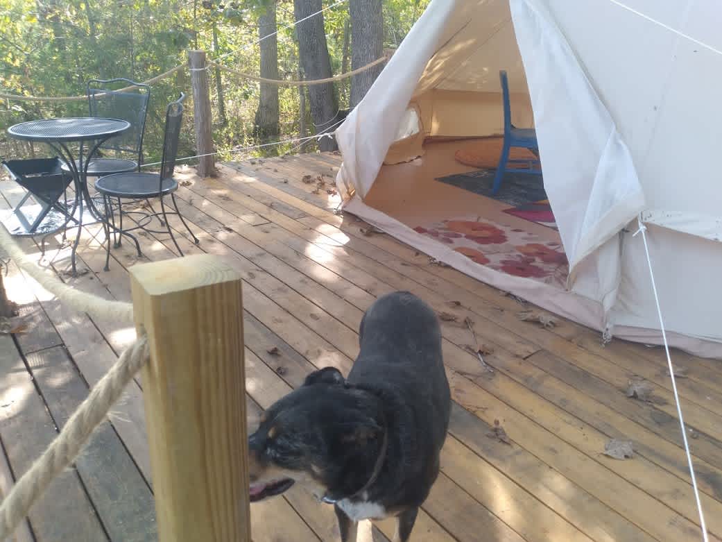 Outside the yurt with Tie Dye.