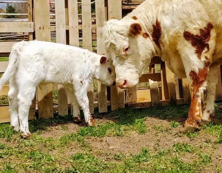 Tuff’s Animal Rescue @ Tuff’s Ranch