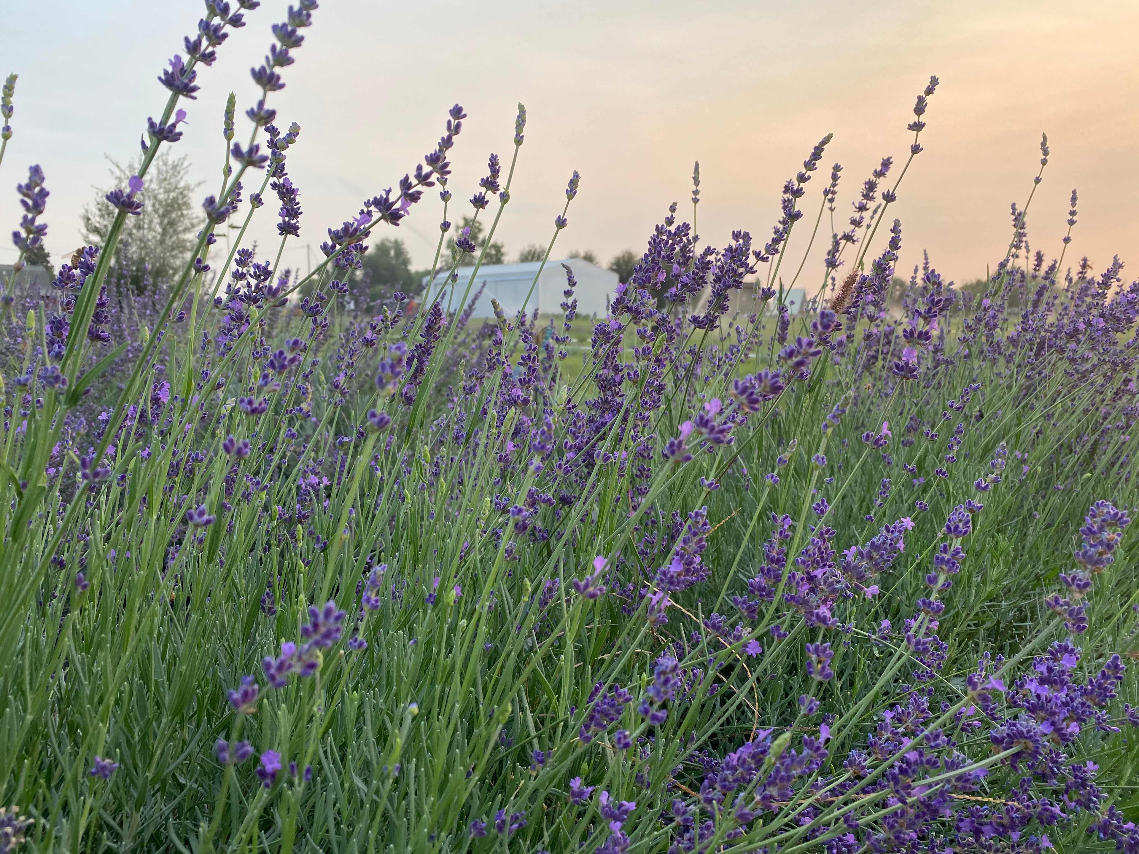 Relaxing, Peaceful Lavender Farm