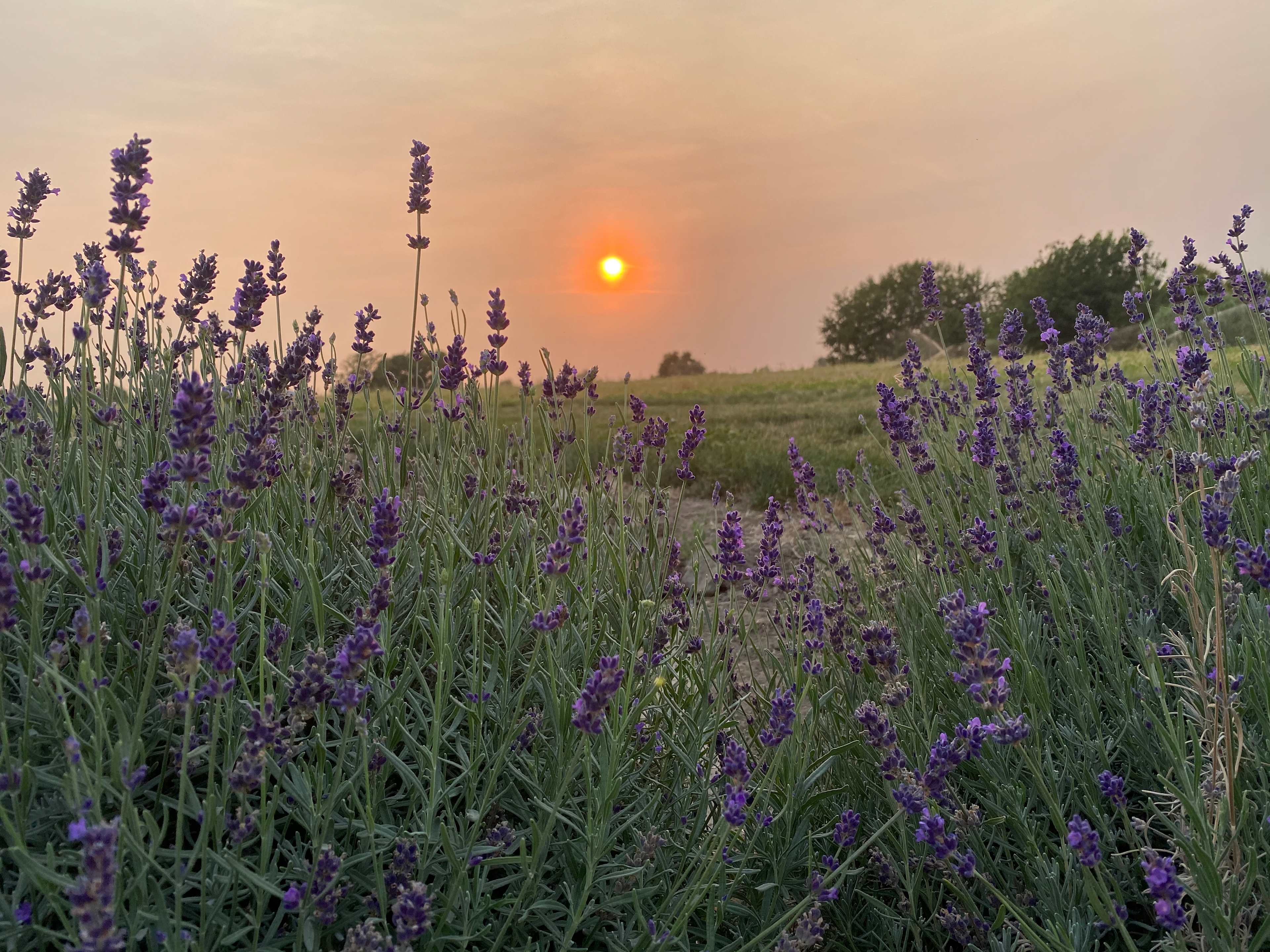 Relaxing, Peaceful Lavender Farm