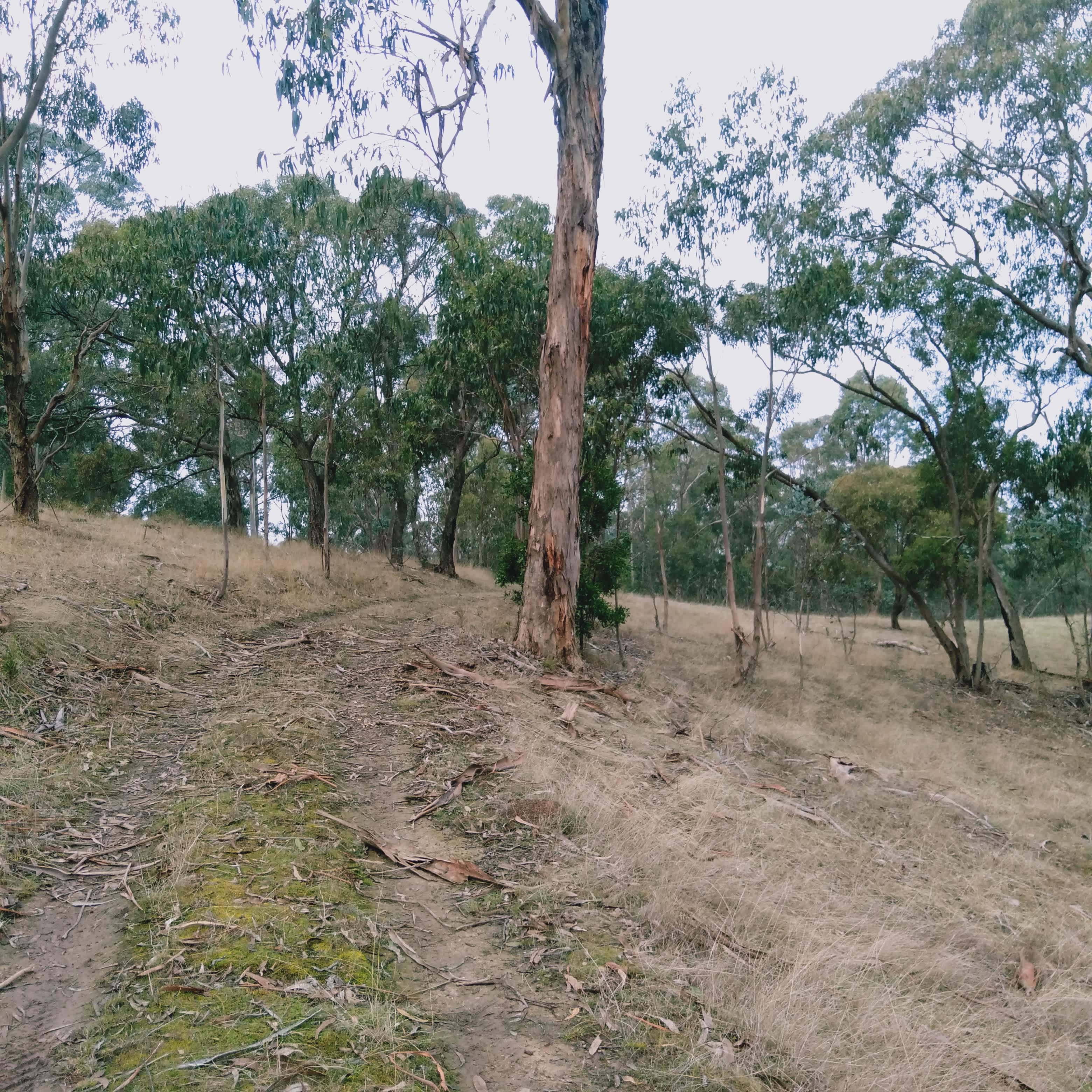 Bushy Ridge Hideaway