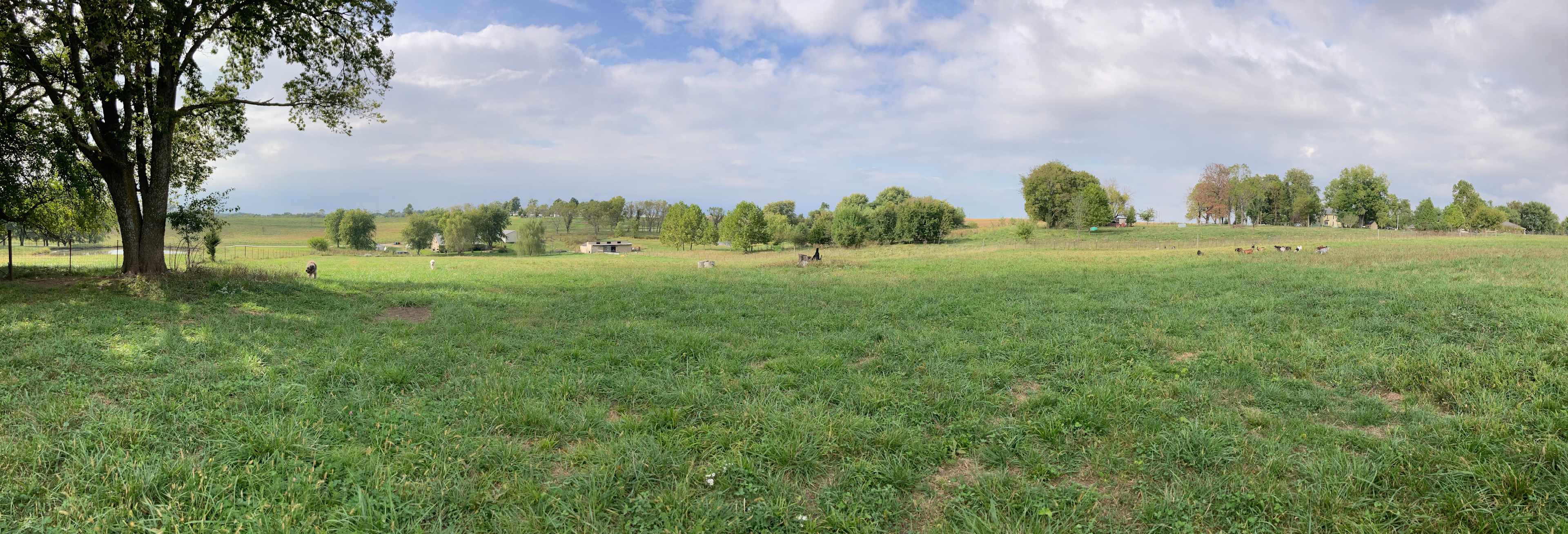 Tent camping area at the top of the pasture