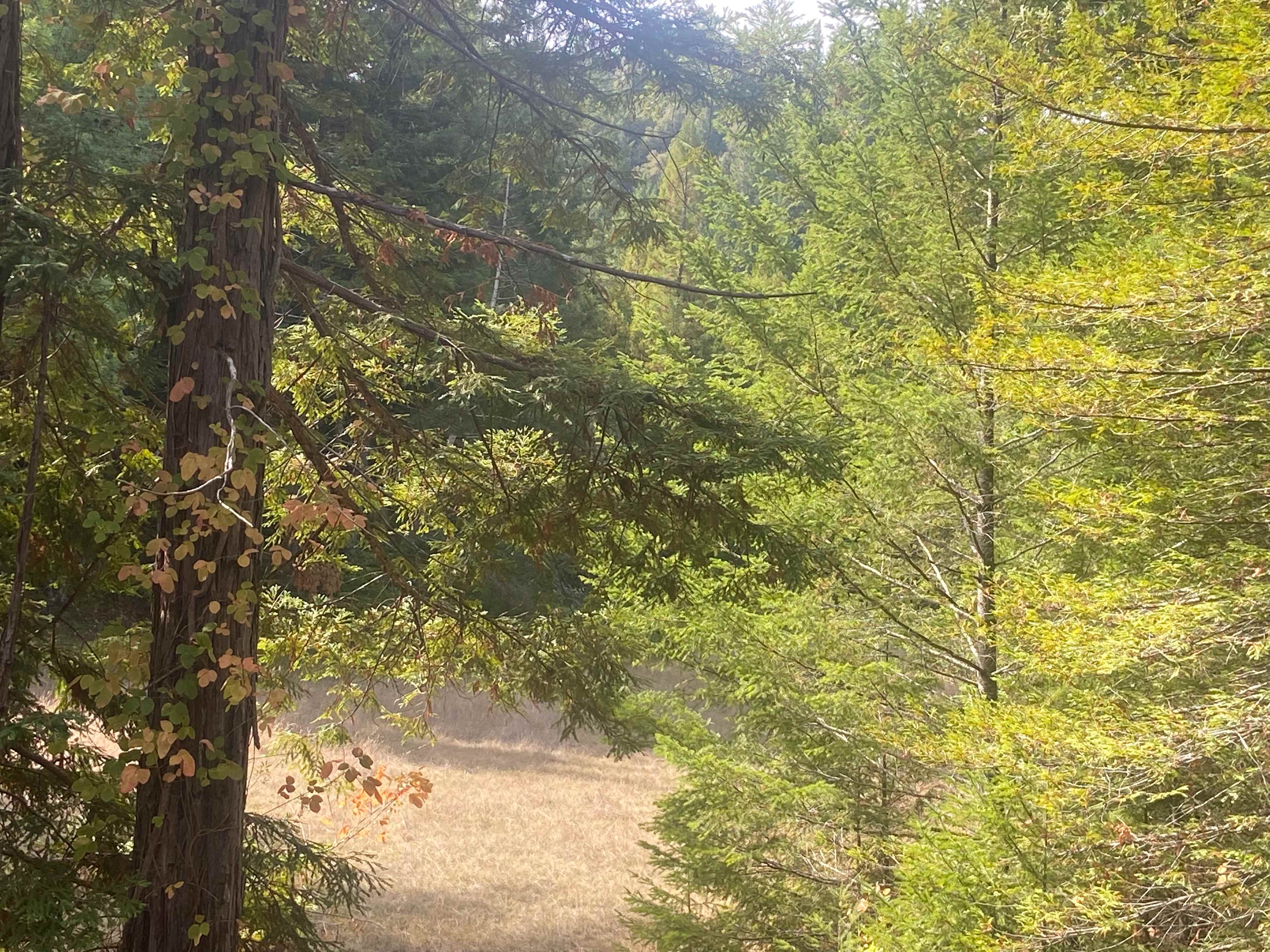 Shepards Creek