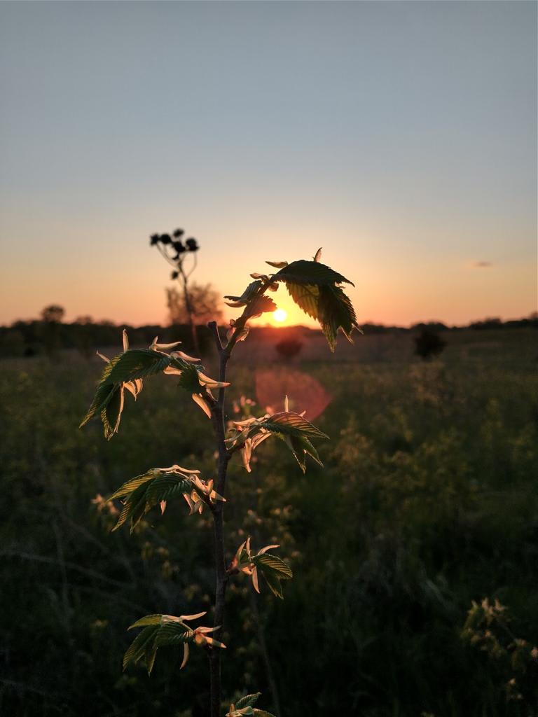 Sunsets on the land 