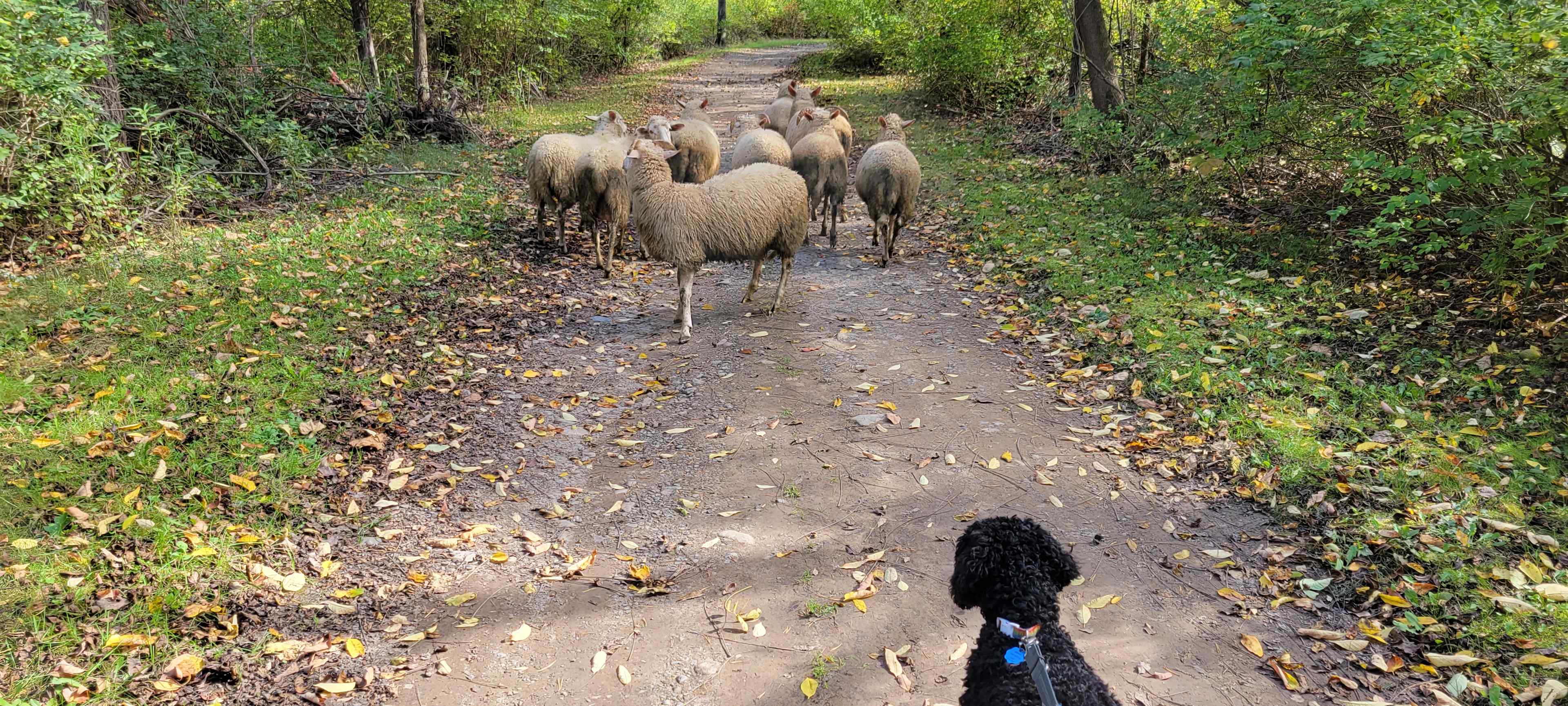 Free range sheep have arrived.
