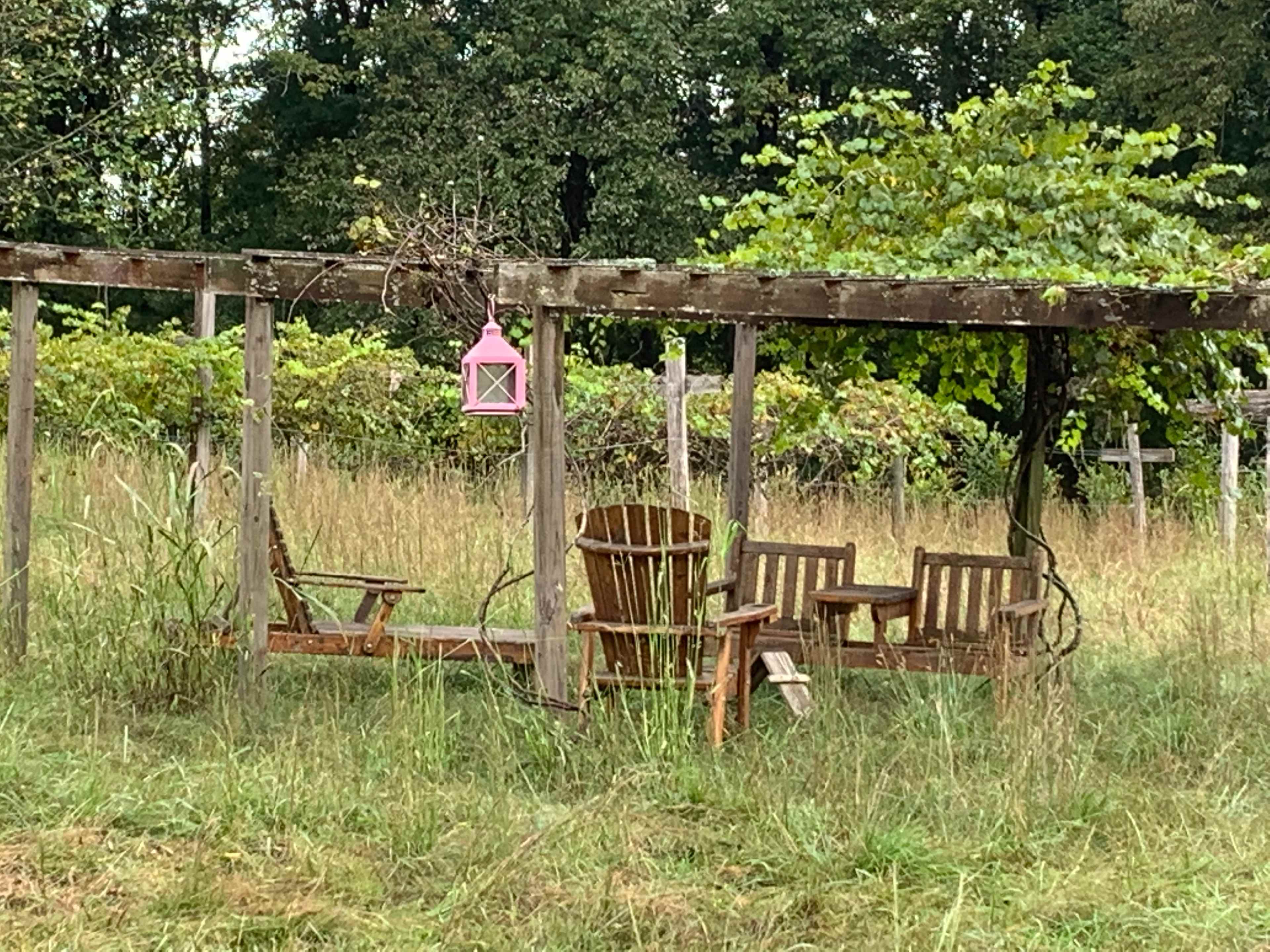The right time of the year you reach up and eat muscadines