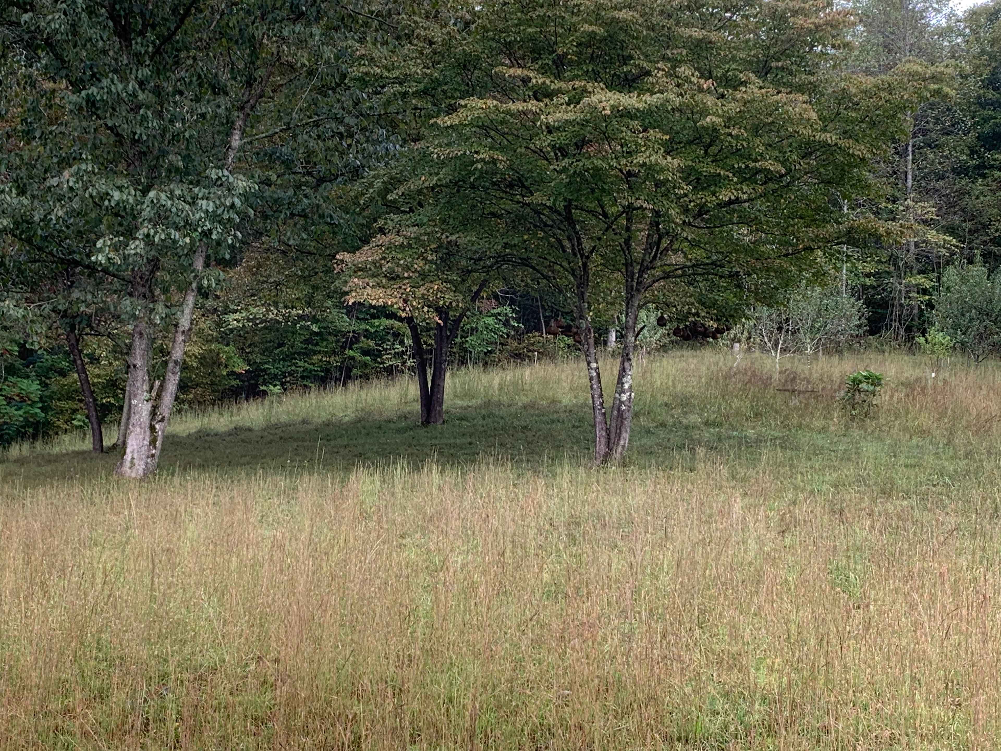 Soft grass right next to the grove