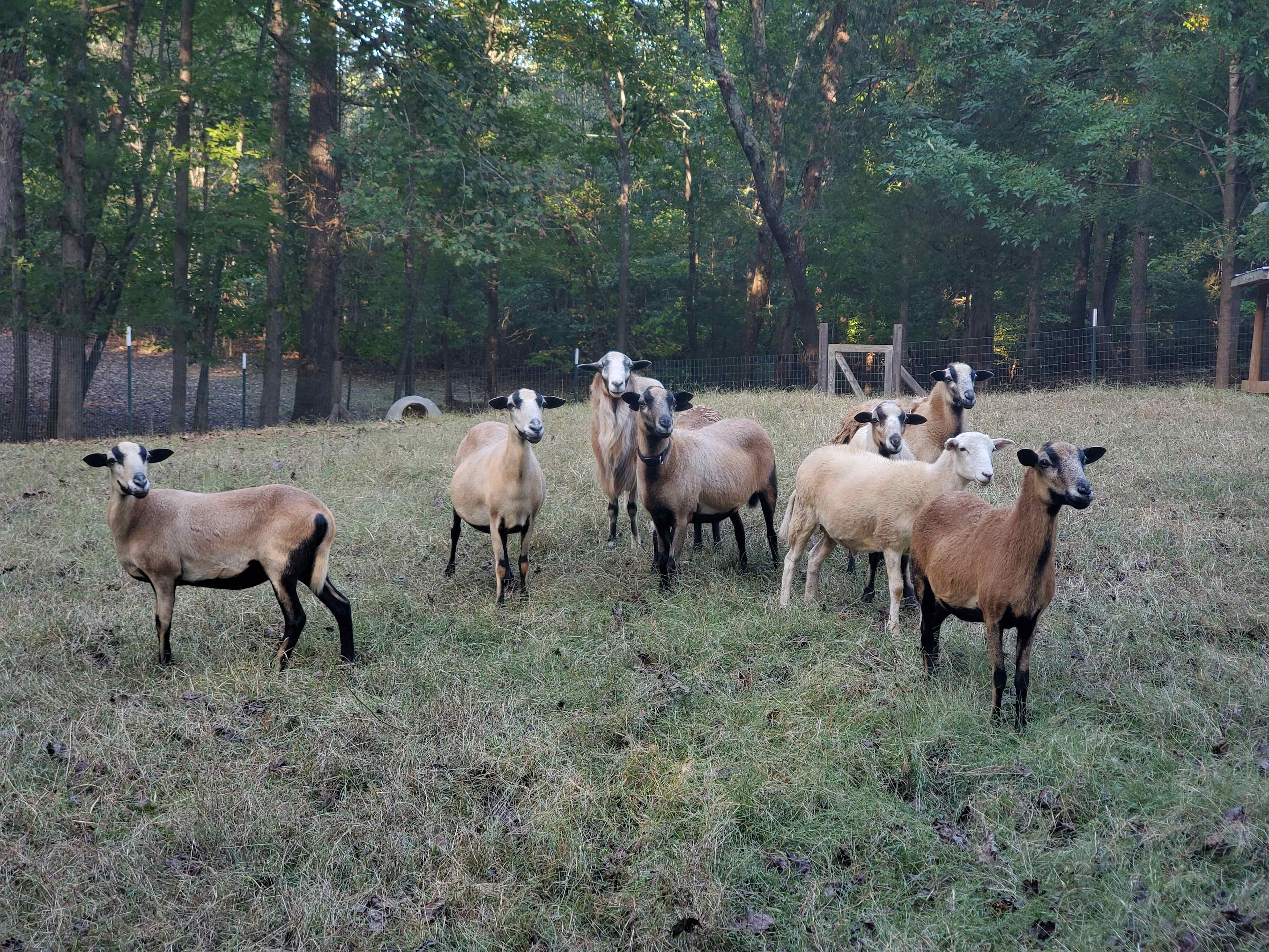 Friendly goats in their pen