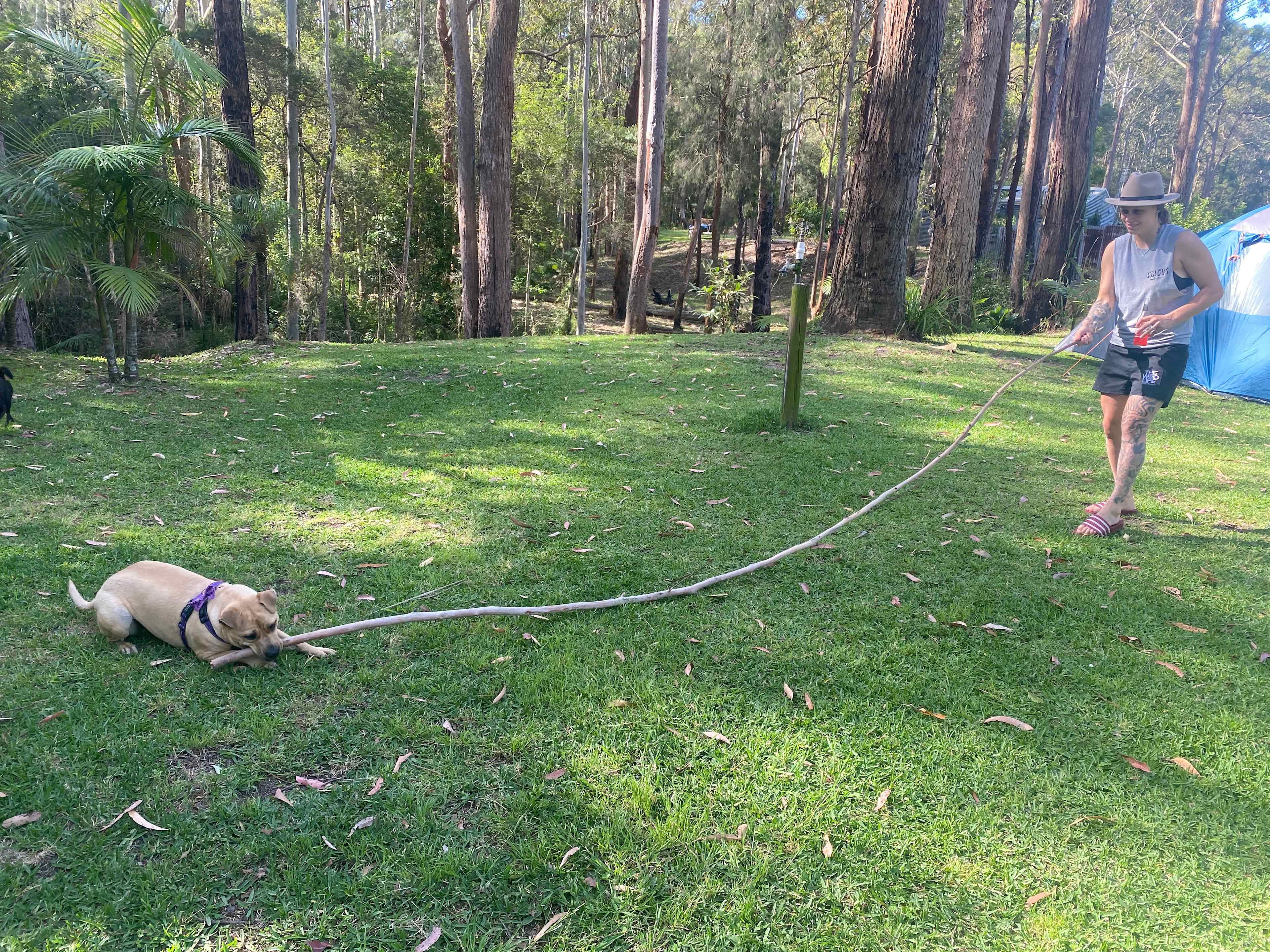 Mistinthegumtrees BUDGET 2 GLAMPING